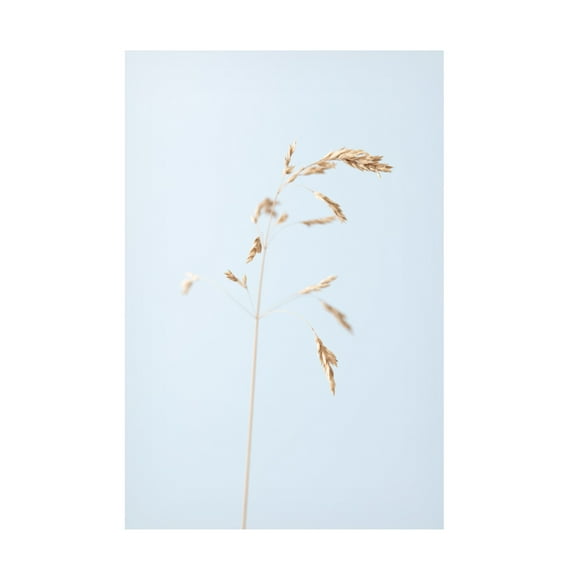 Trademark Fine Art Pictufy Studio Dried Single Grass Straw 2 Canvas Wall Art