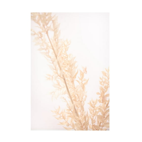 Trademark Fine Art Pictufy Studio Dried Straws 2 Canvas Wall Art