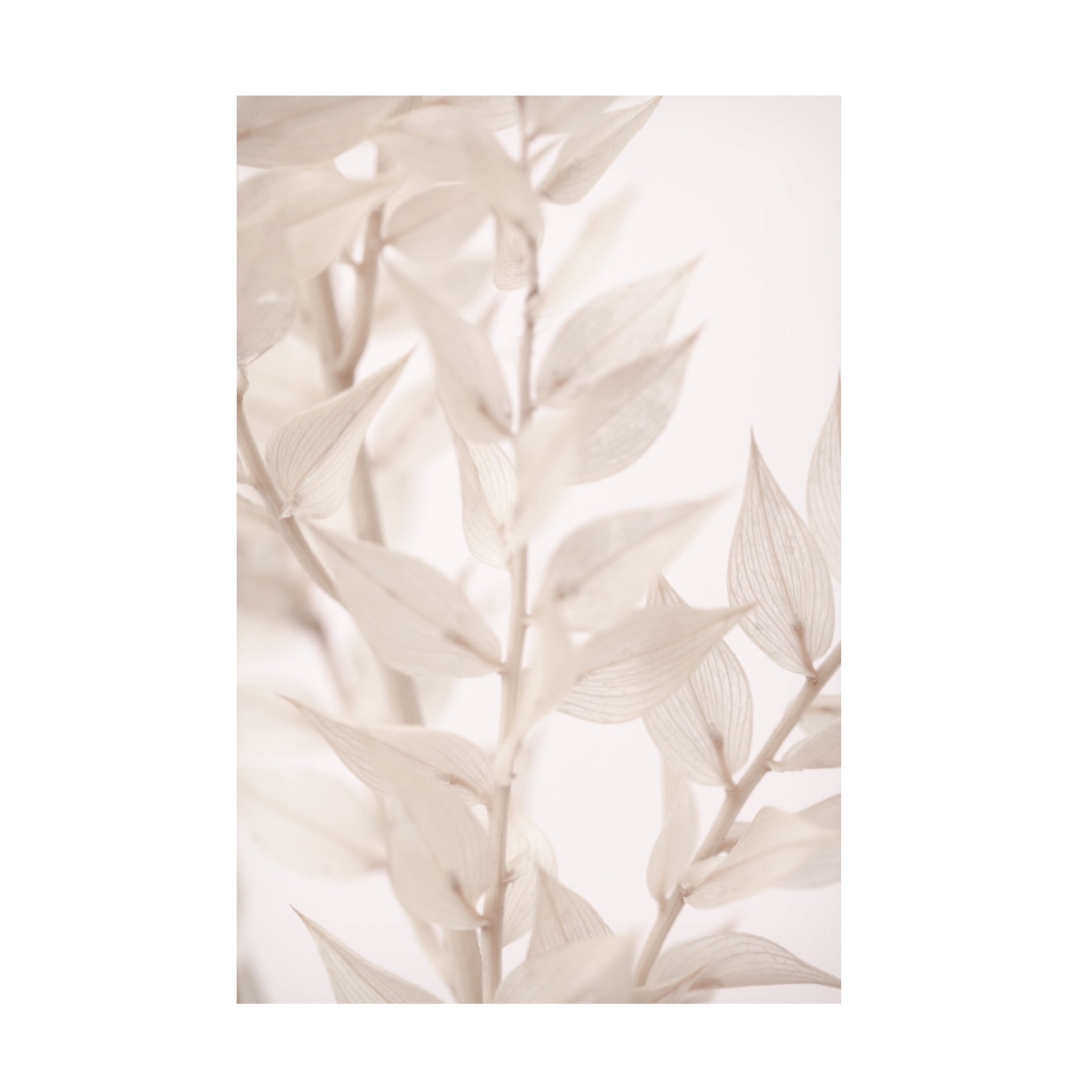 Trademark Fine Art Pictufy Studio Dried Straws 3 Canvas Wall Art
