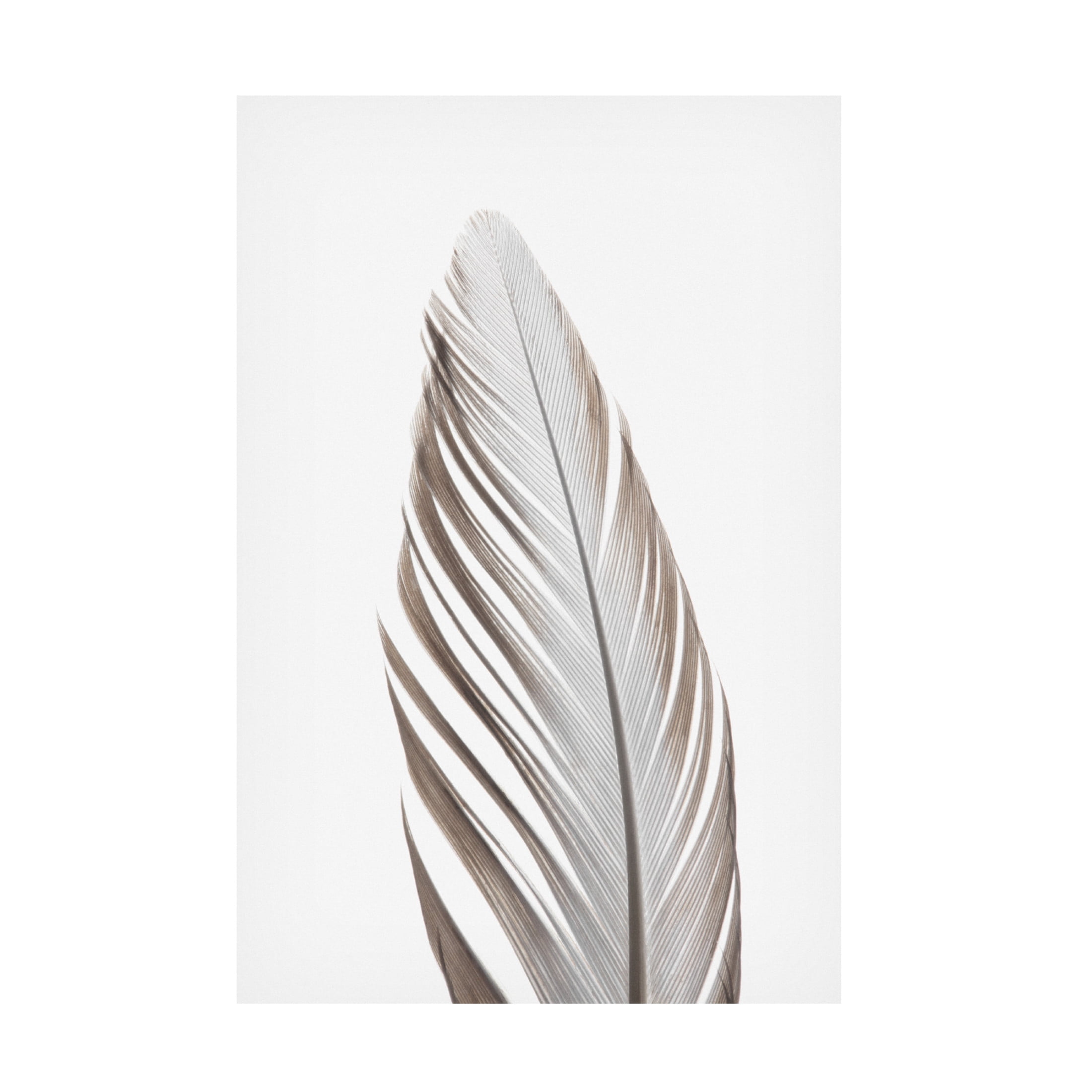 Trademark Fine Art Pictufy Studio Feather Canvas Wall Art