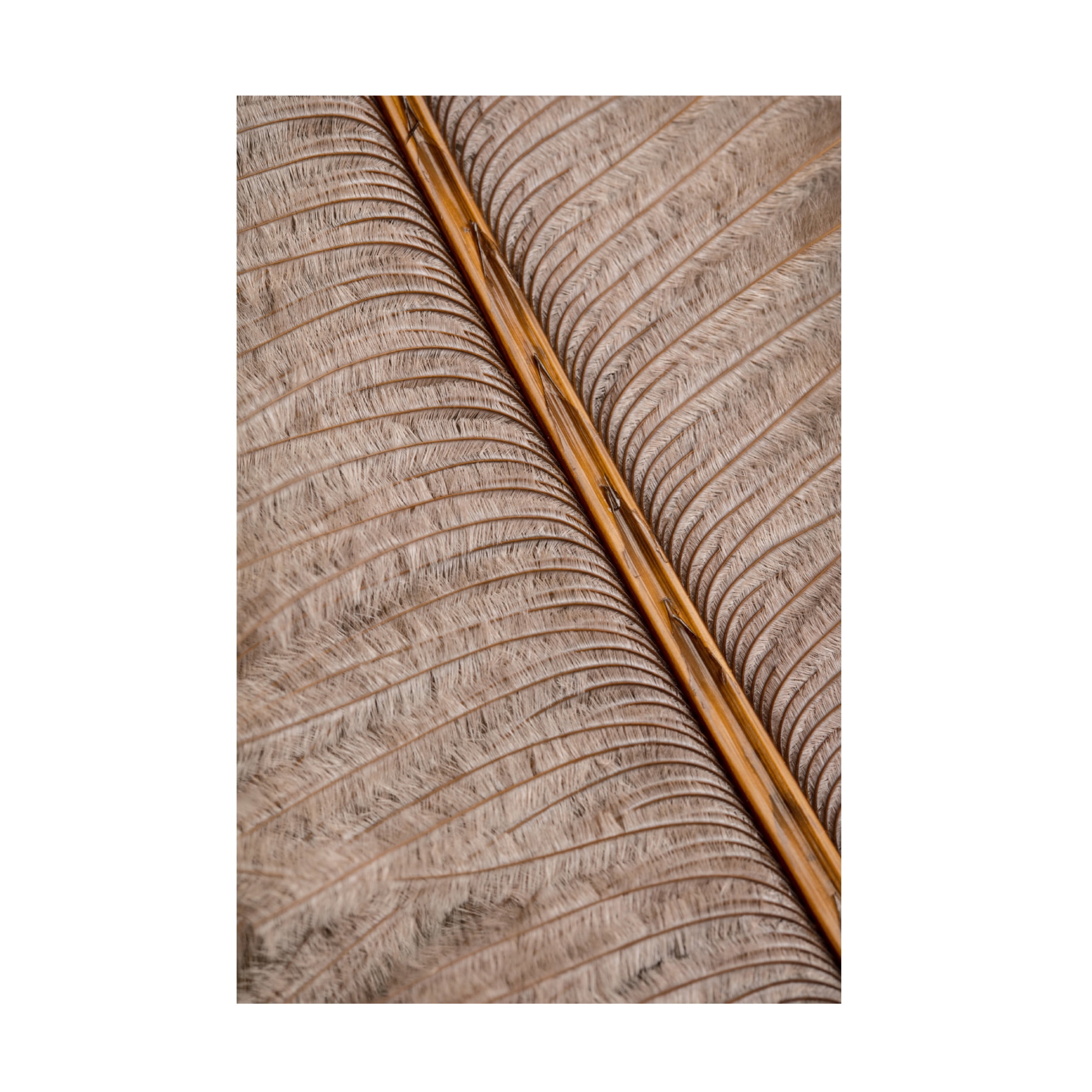 Trademark Fine Art Pictufy Studio Feather Canvas Wall Art