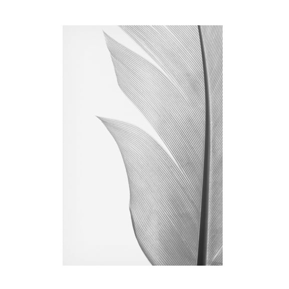 Trademark Fine Art Pictufy Studio Feather Canvas Wall Art