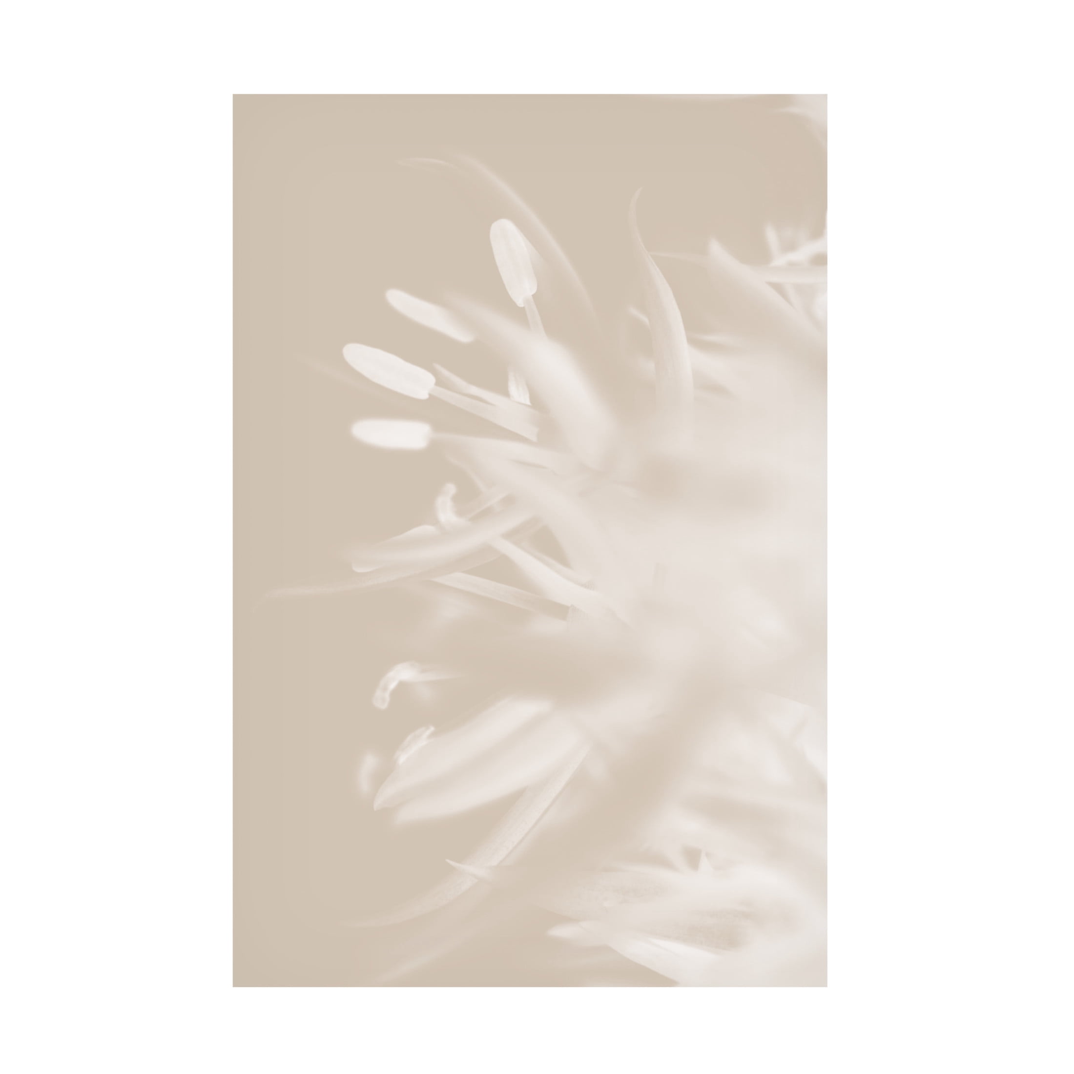 Trademark Fine Art Pictufy Studio Flower Beige 1 Canvas Wall Art