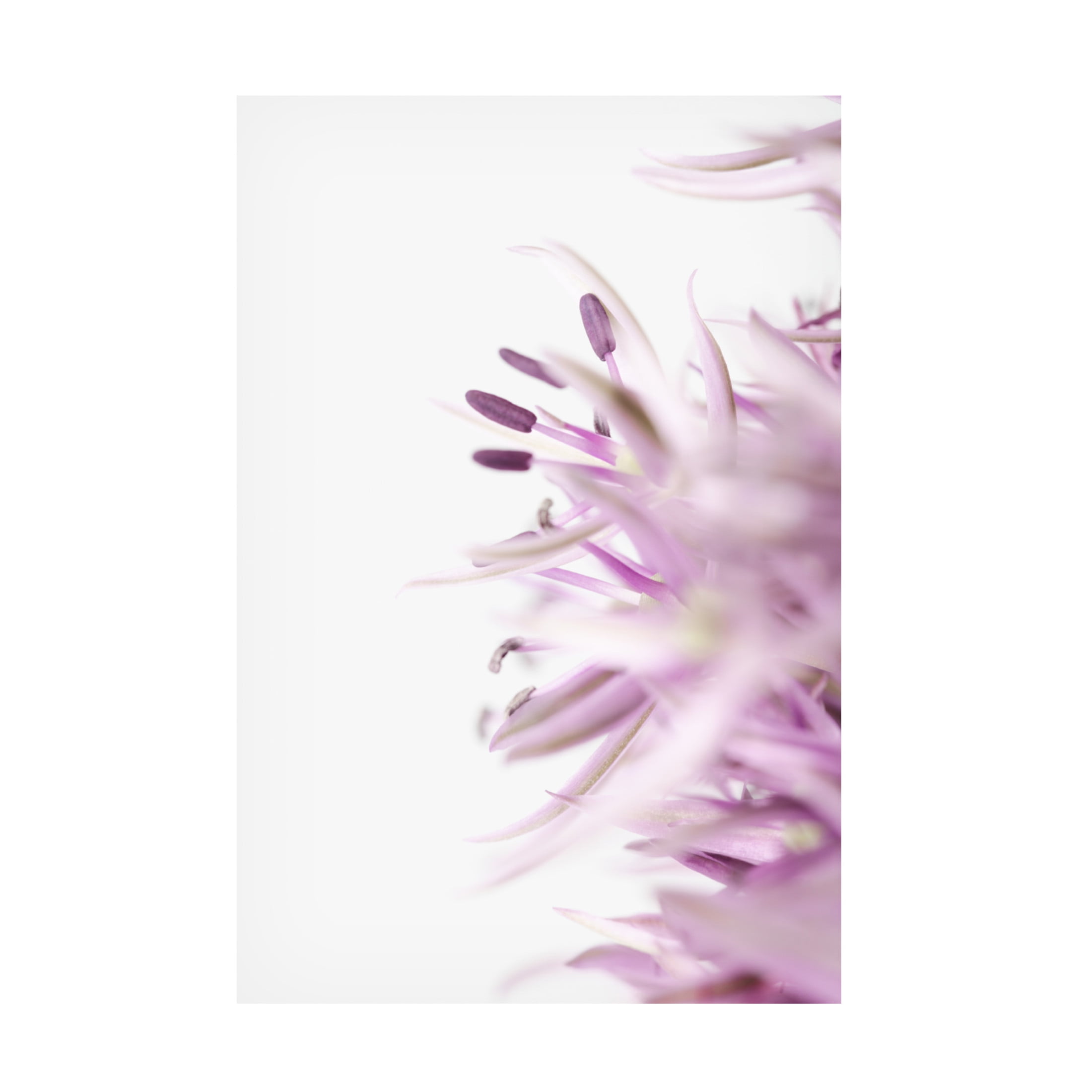 Trademark Fine Art Pictufy Studio Flower Purple Canvas Wall Art