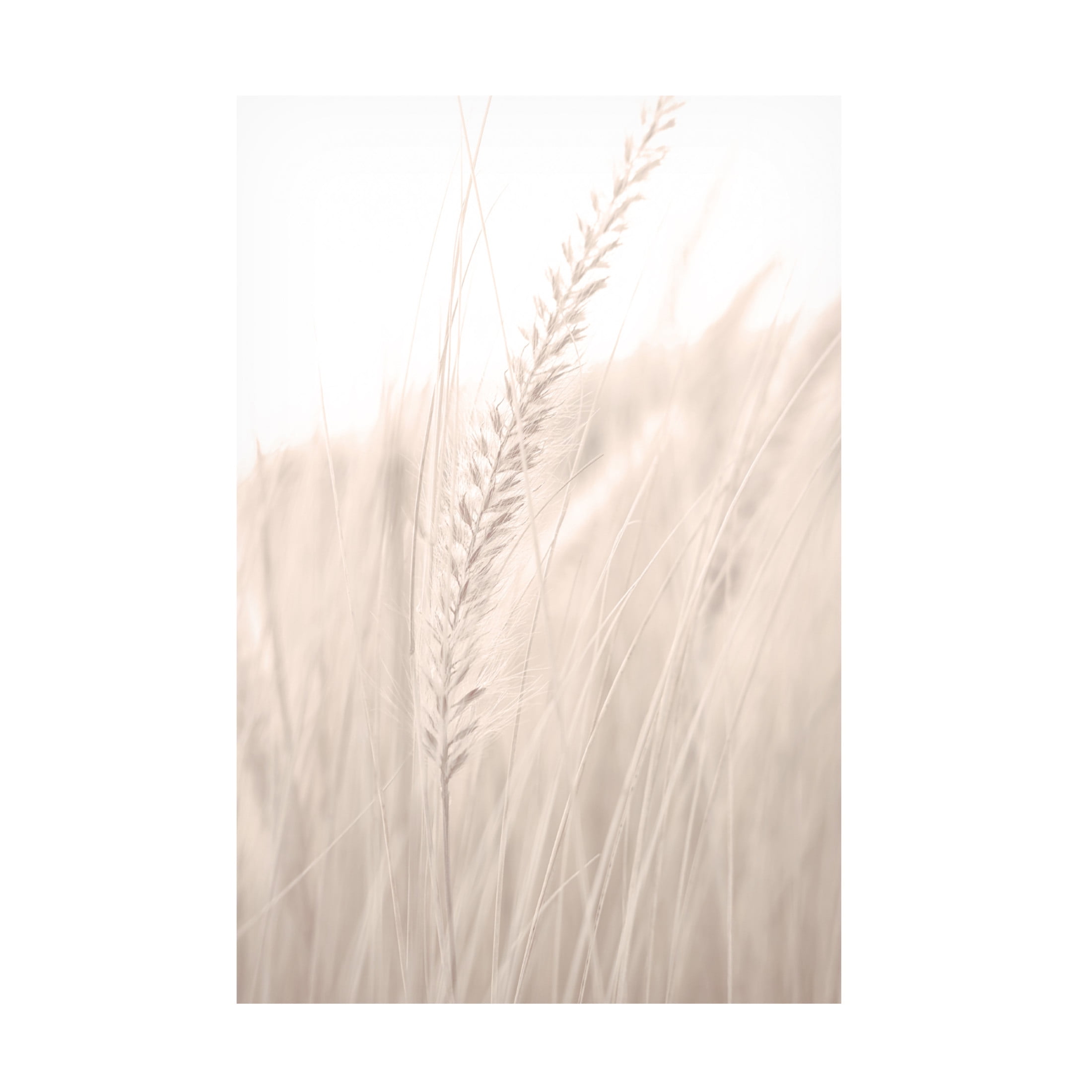 Trademark Fine Art Pictufy Studio Grass Canvas Wall Art