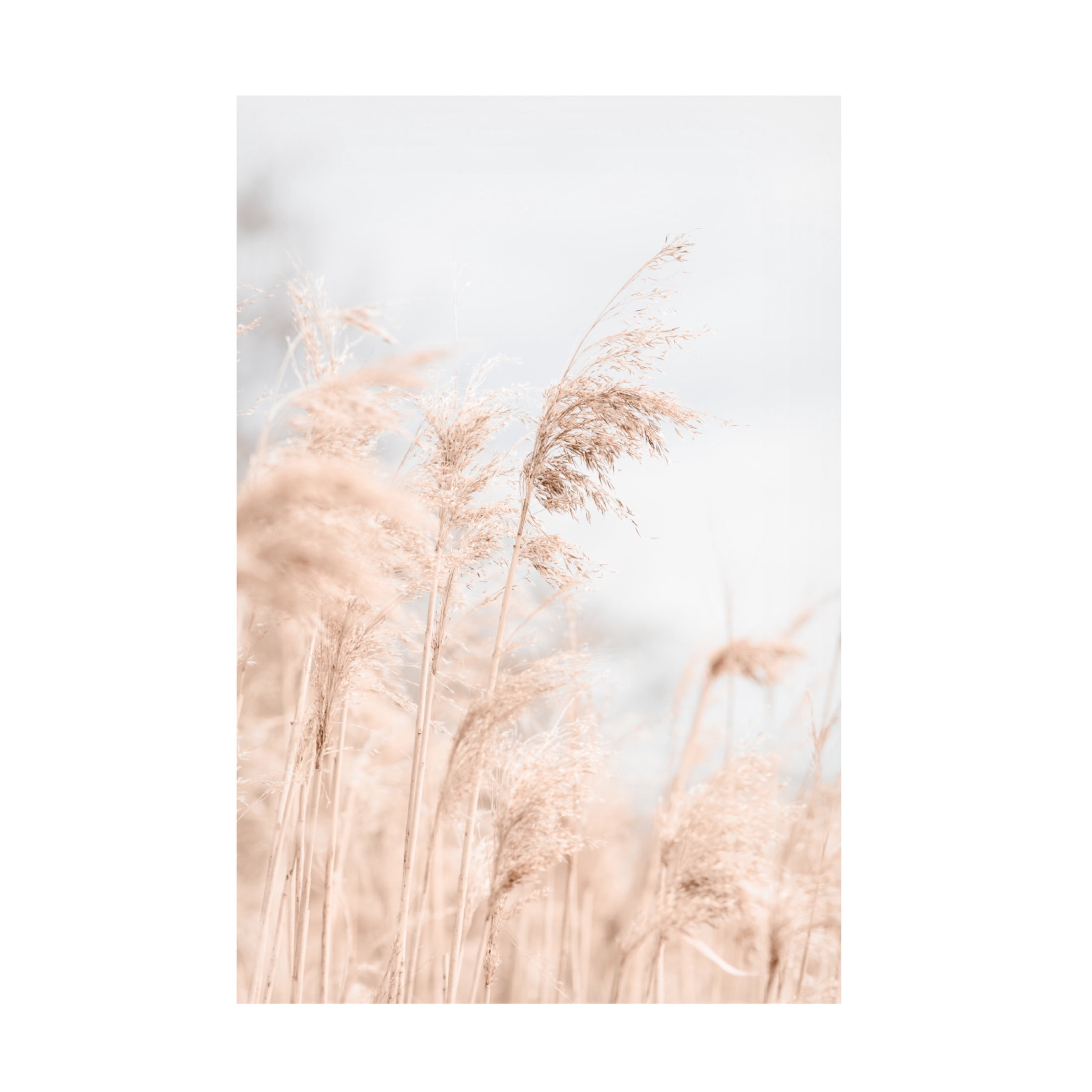 Trademark Fine Art Pictufy Studio Grass Reed And Sky 1 Canvas Wall Art