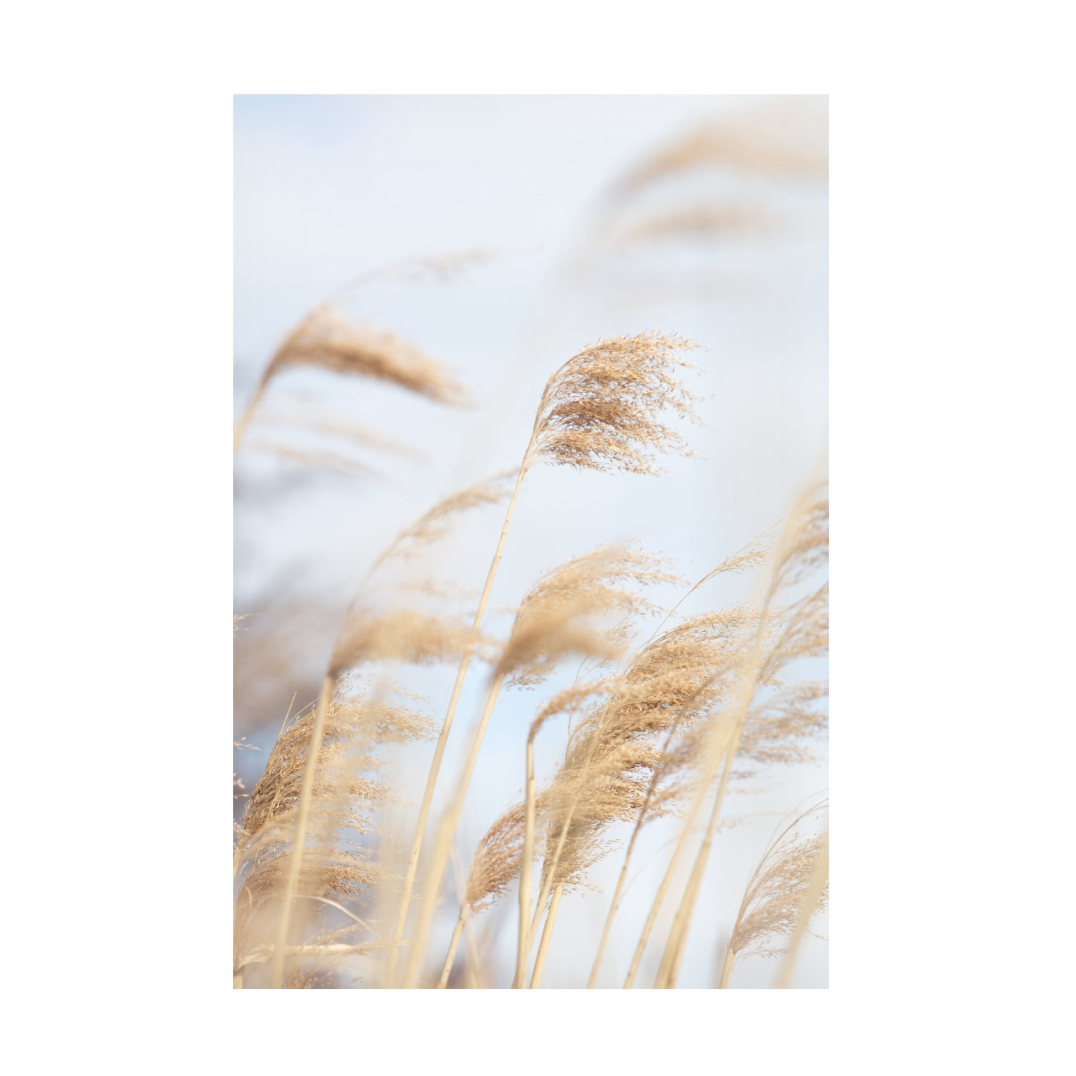 Trademark Fine Art Pictufy Studio Grass Reed And Sky 2 Canvas Wall Art