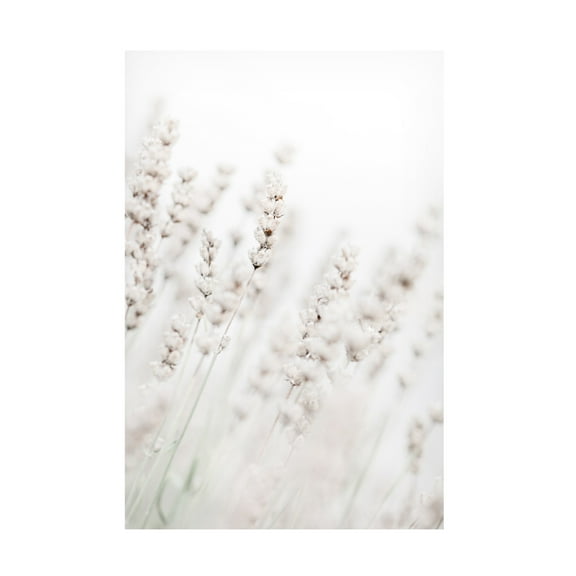 Trademark Fine Art Pictufy Studio Grass Straws Canvas Wall Art