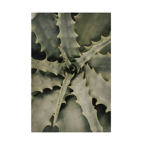 Trademark Fine Art Pictufy Studio III Aloe 2 Canvas Wall Art
