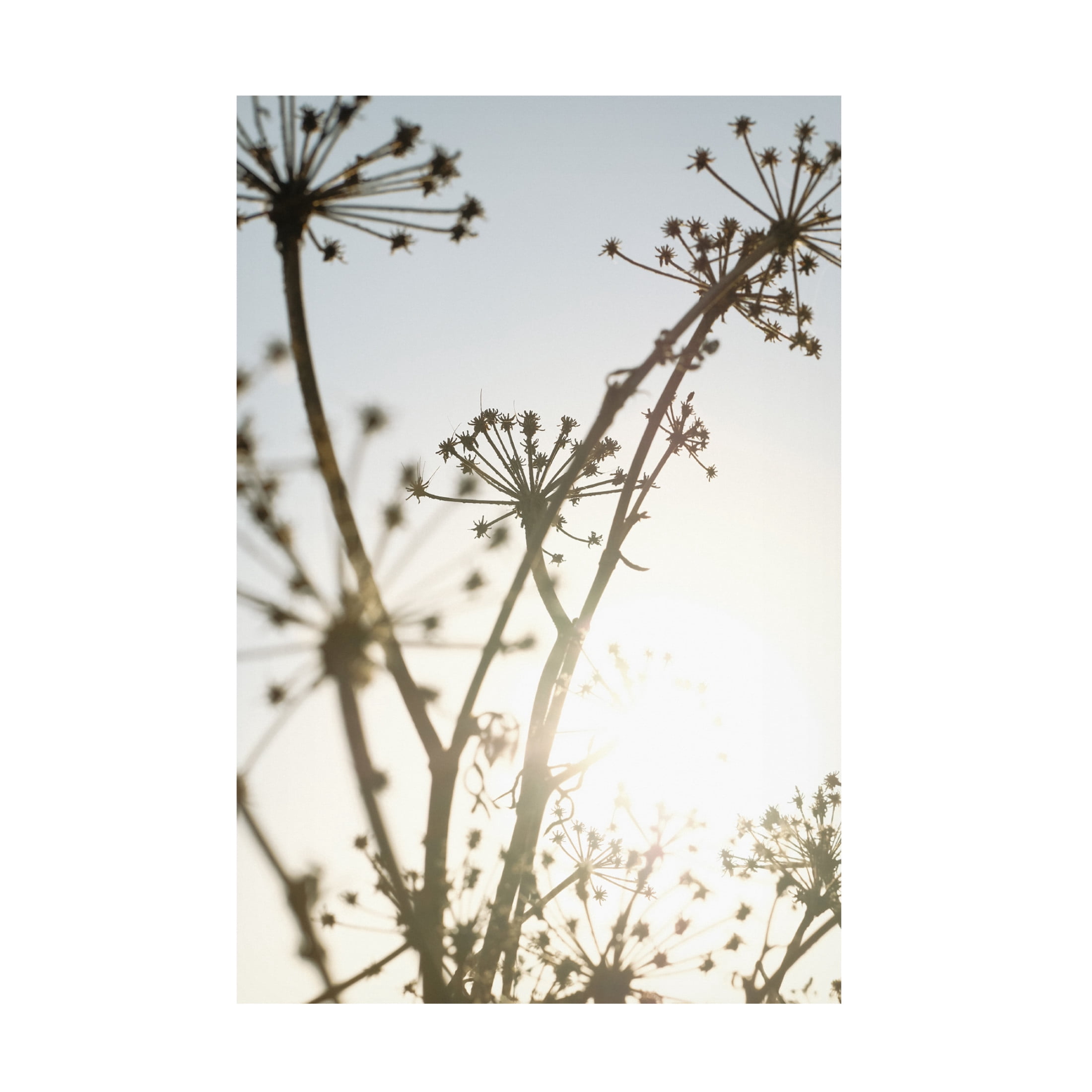 Trademark Fine Art Pictufy Studio III Beach flowers 1 Canvas Wall Art