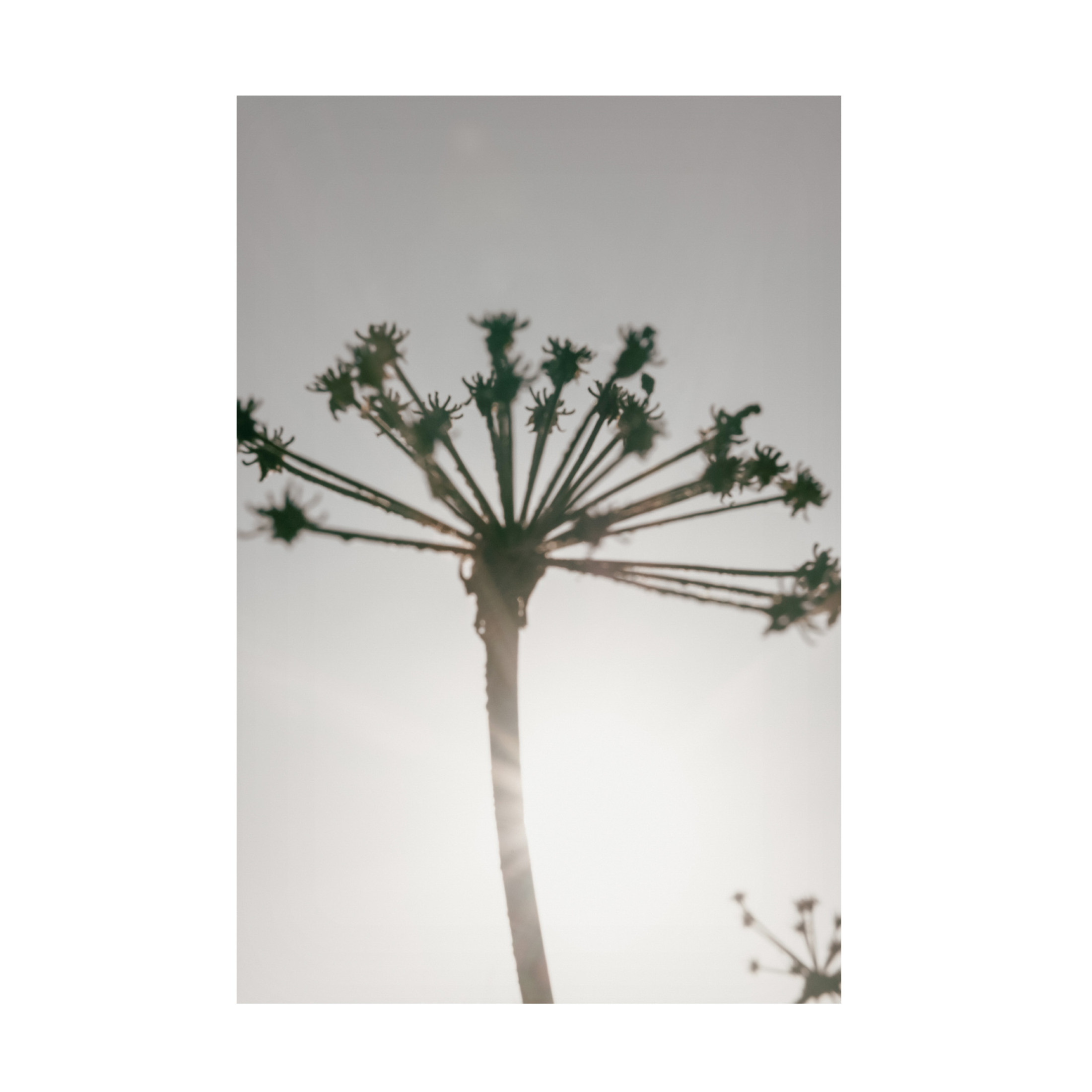 Trademark Fine Art Pictufy Studio III Beach flowers 2 Canvas Wall Art