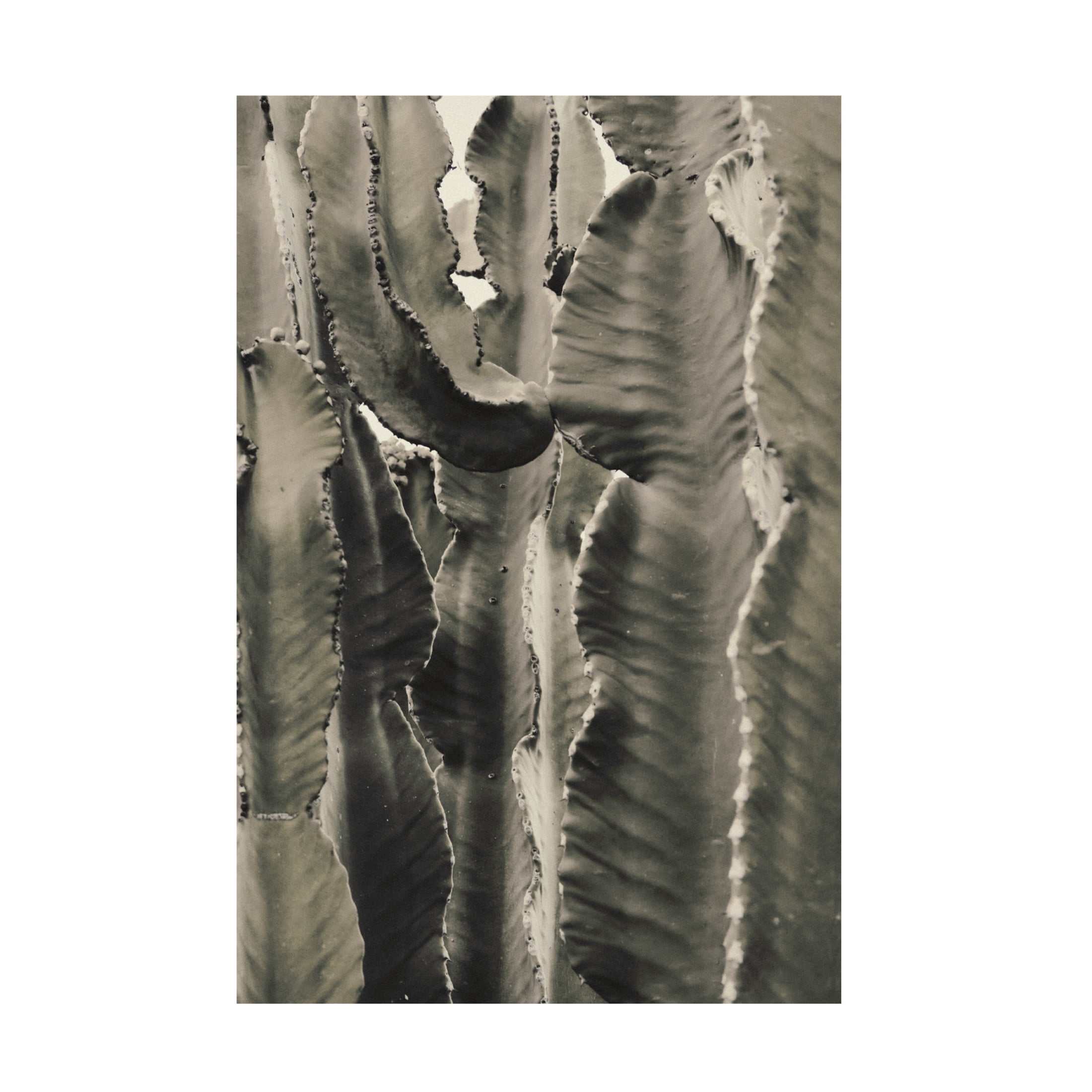 Trademark Fine Art Pictufy Studio III Cactus 2 Canvas Wall Art