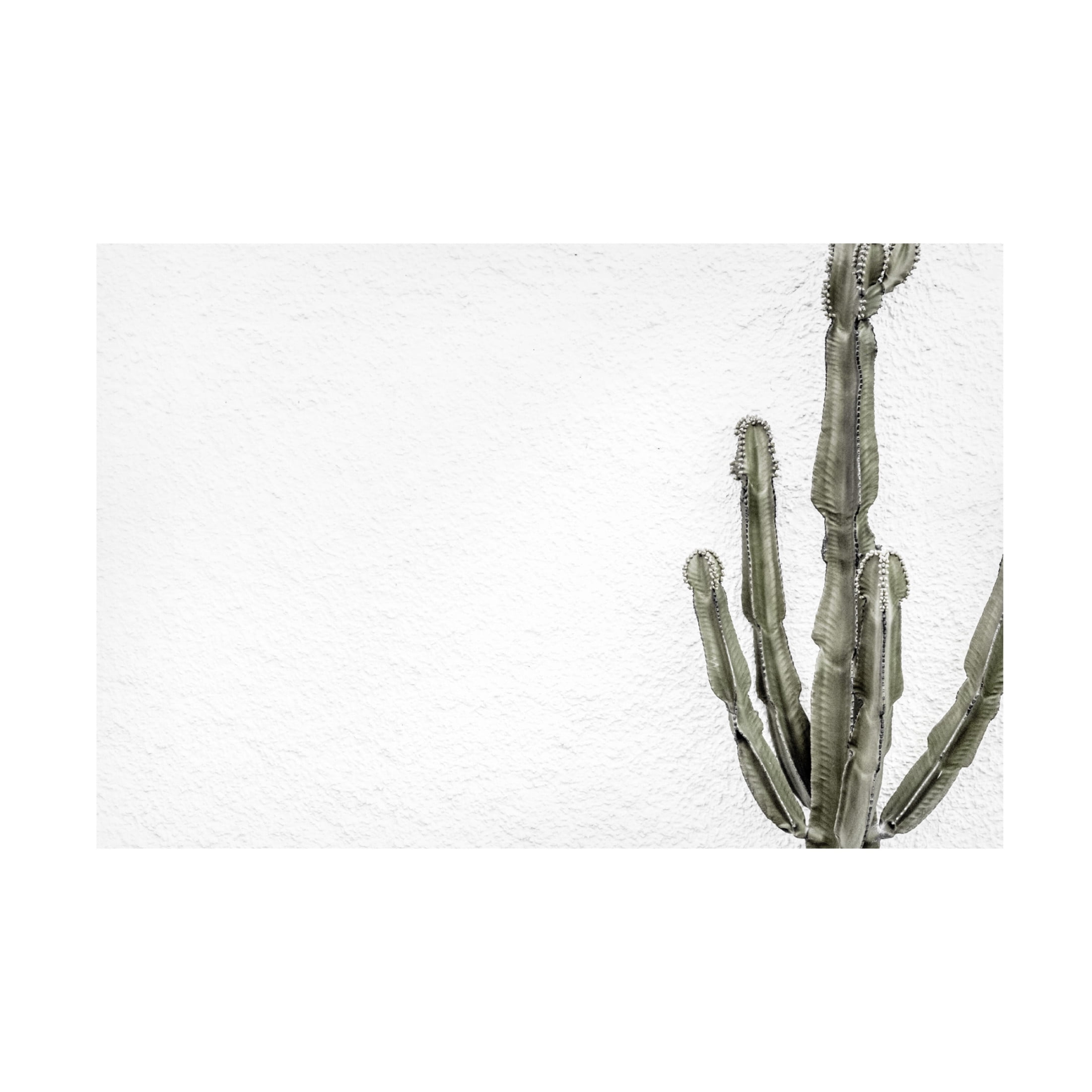 Trademark Fine Art Pictufy Studio III Cactus 4 Canvas Wall Art