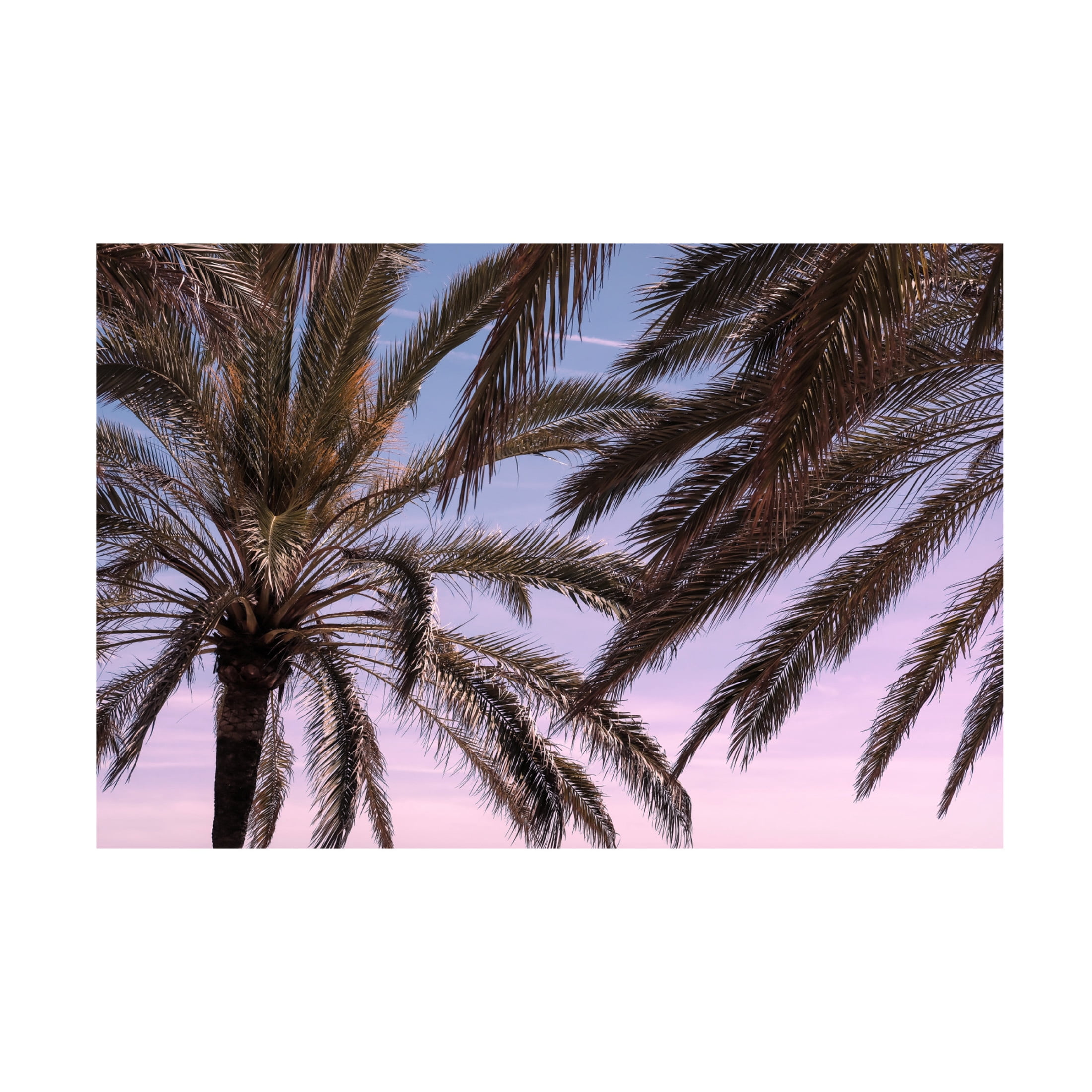 Trademark Fine Art Pictufy Studio III Palm 12 Canvas Wall Art