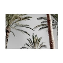 Trademark Fine Art Pictufy Studio III Palm 9 Canvas Wall Art