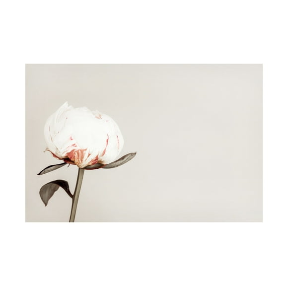 Trademark Fine Art Pictufy Studio III Peony 02 Canvas Wall Art