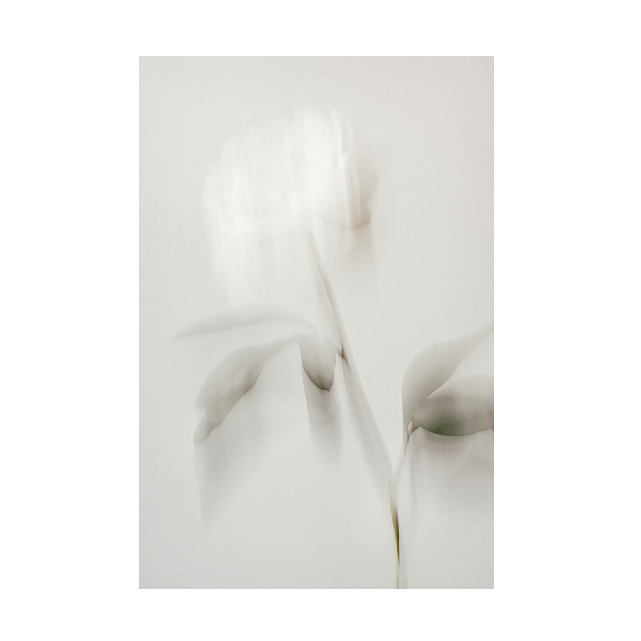 Trademark Fine Art Pictufy Studio III Peony 06 Canvas Wall Art