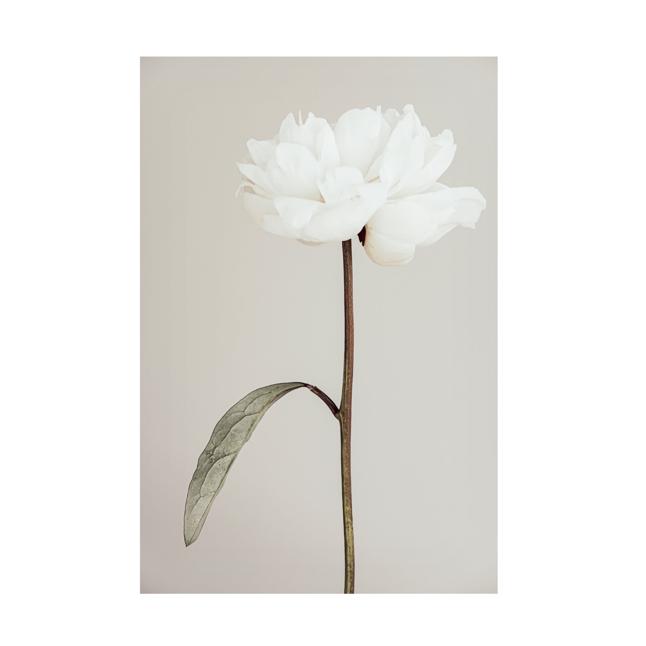 Trademark Fine Art Pictufy Studio III Peony 07 Canvas Wall Art