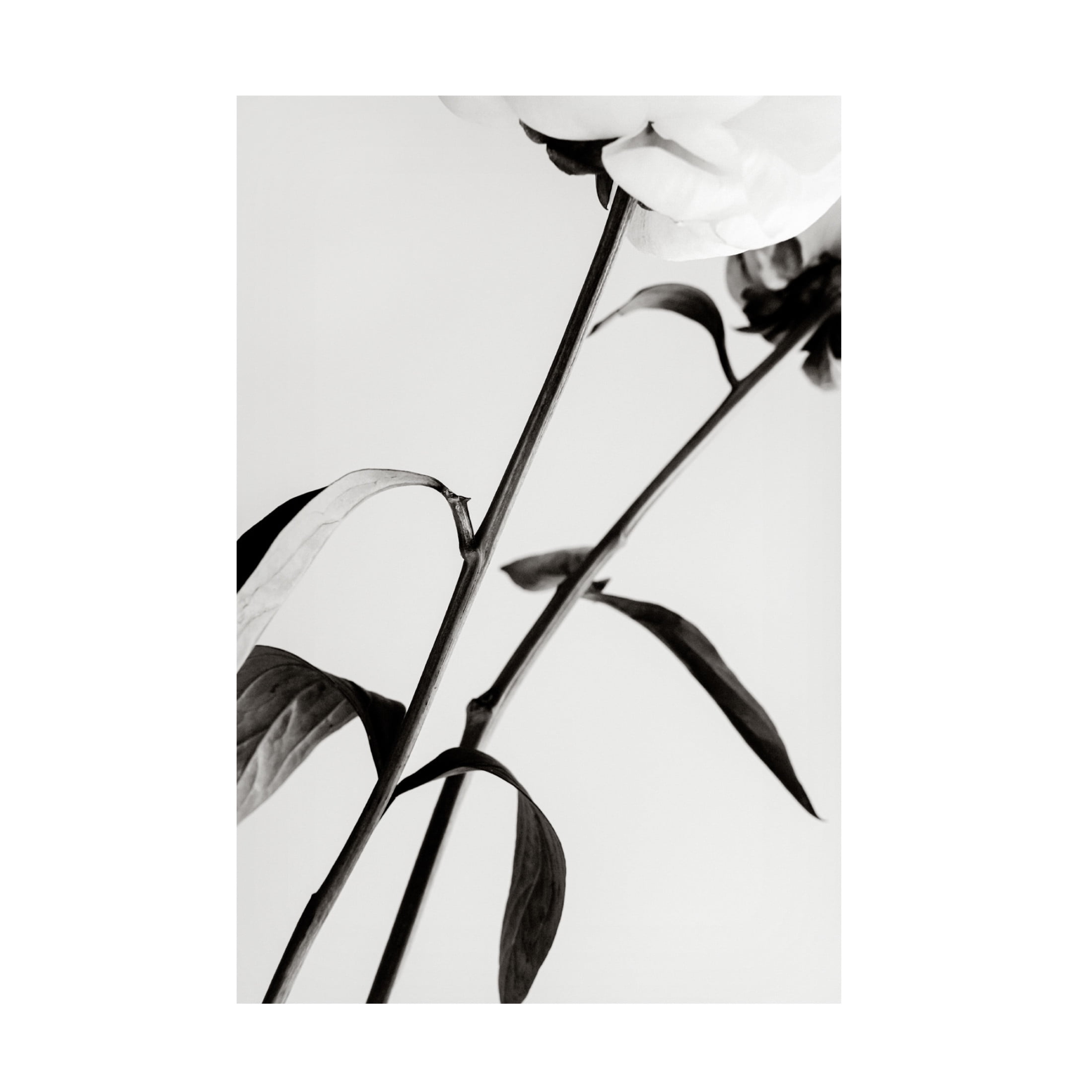 Trademark Fine Art Pictufy Studio III Peony 08 Canvas Wall Art