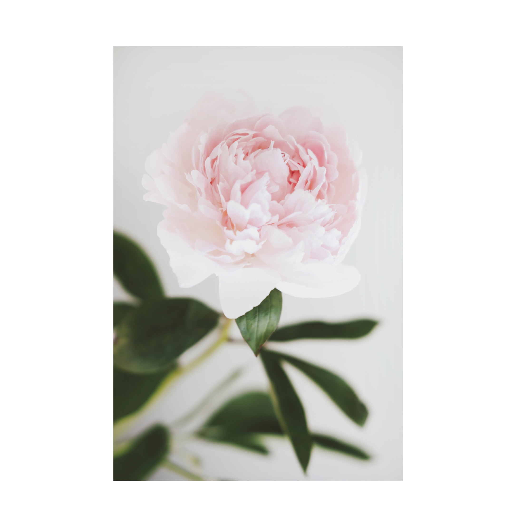 Trademark Fine Art Pictufy Studio III Peony 10 Canvas Wall Art
