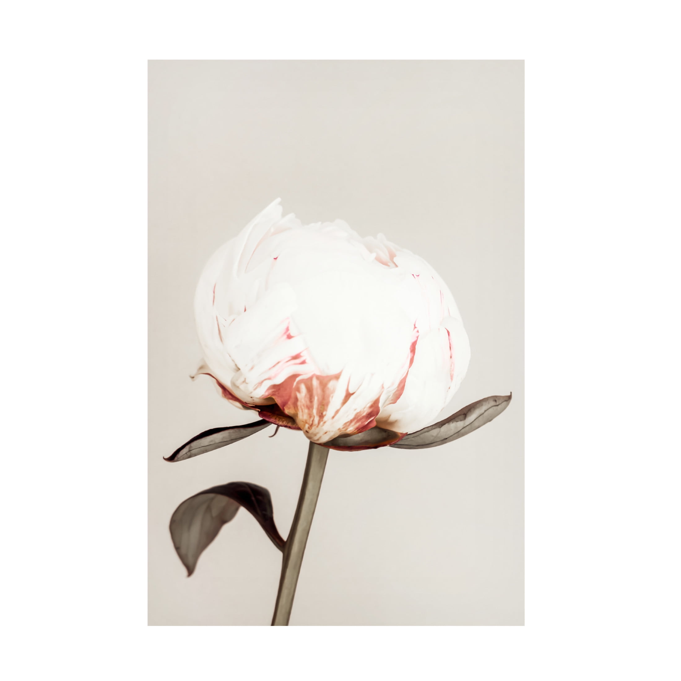 Trademark Fine Art Pictufy Studio III Peony 13 Canvas Wall Art