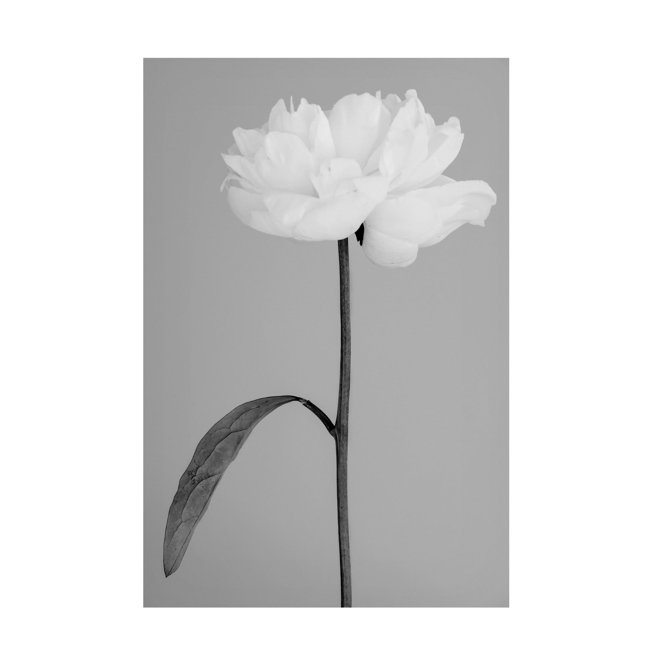 Trademark Fine Art Pictufy Studio III Peony 14 Canvas Wall Art