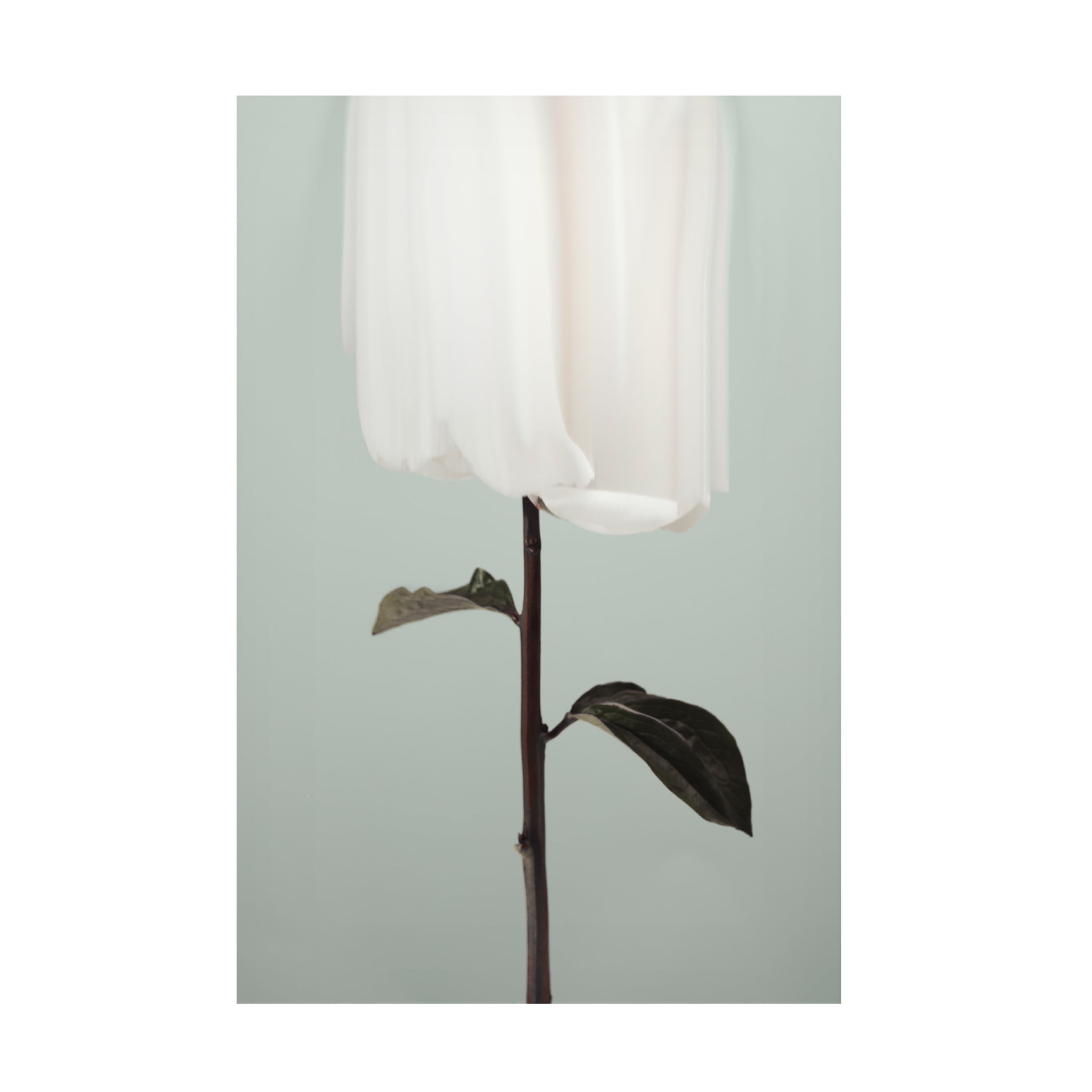 Trademark Fine Art Pictufy Studio III Peony 17 Canvas Wall Art