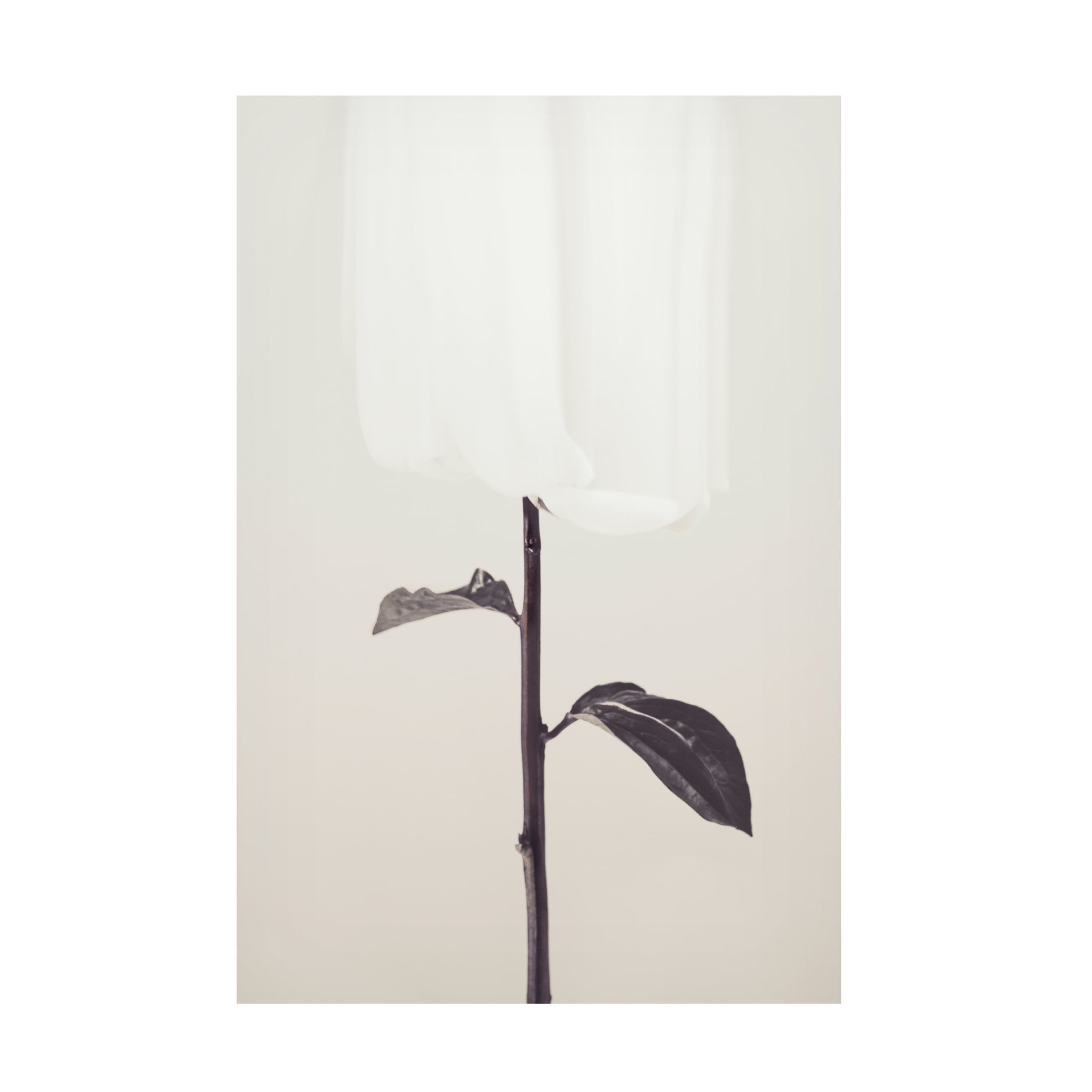Trademark Fine Art Pictufy Studio III Peony 18 Canvas Wall Art