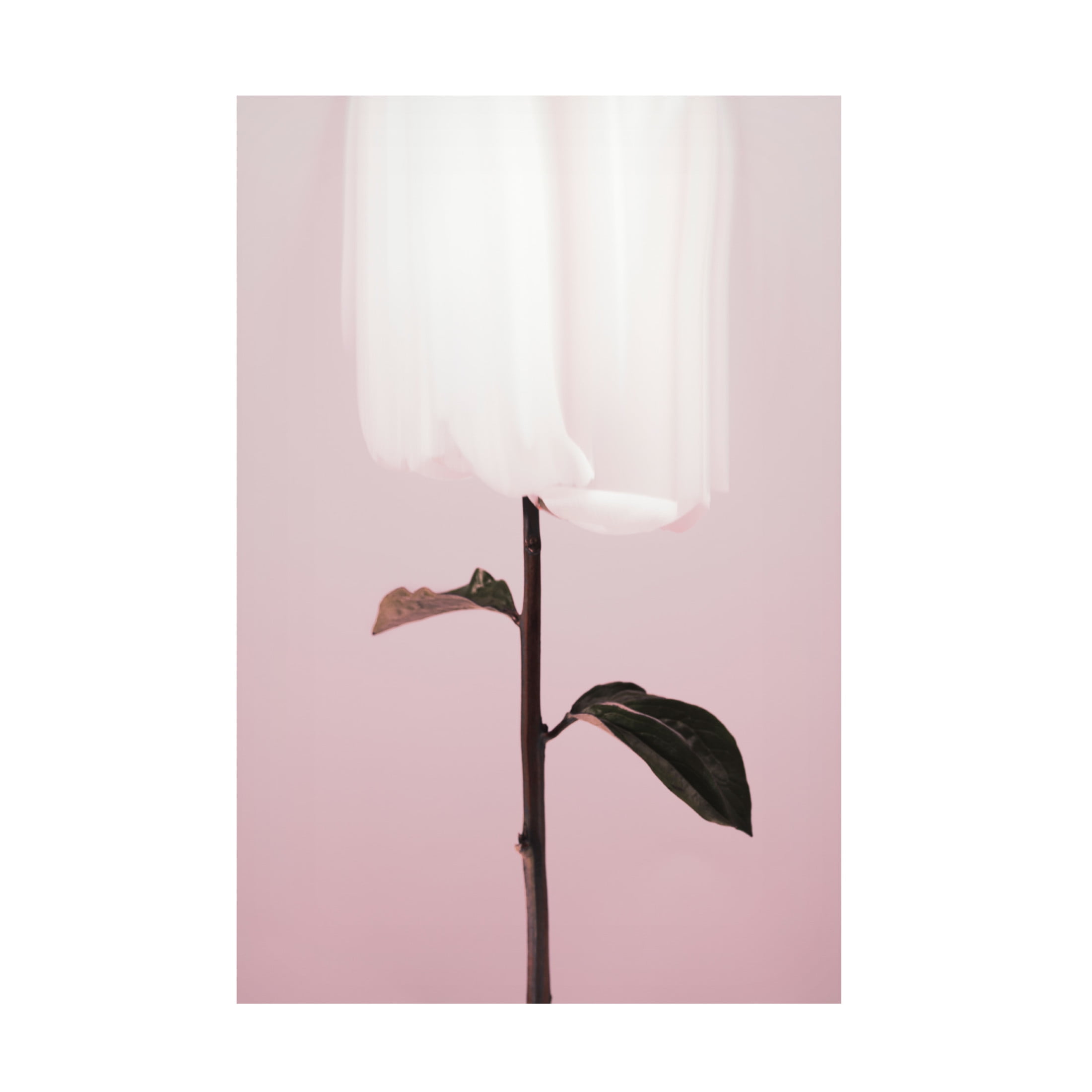Trademark Fine Art Pictufy Studio III Peony 19 Canvas Wall Art