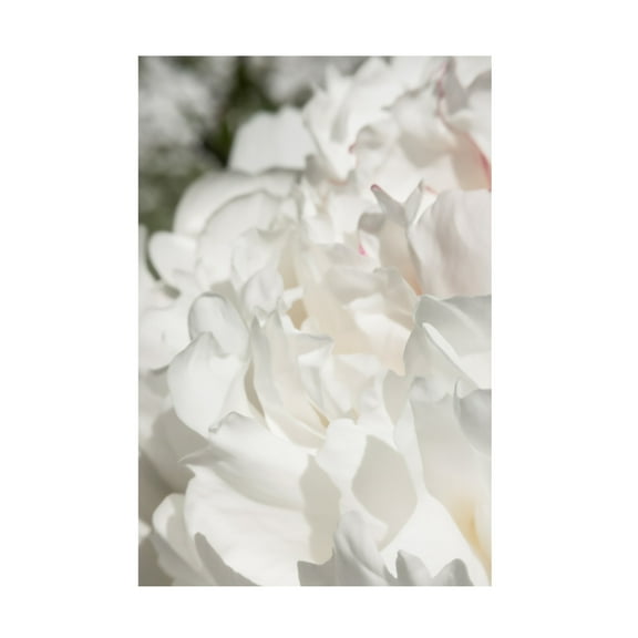 Trademark Fine Art Pictufy Studio III Peony 20 Canvas Wall Art