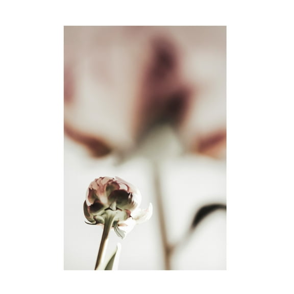 Trademark Fine Art Pictufy Studio III Peony 22 Canvas Wall Art