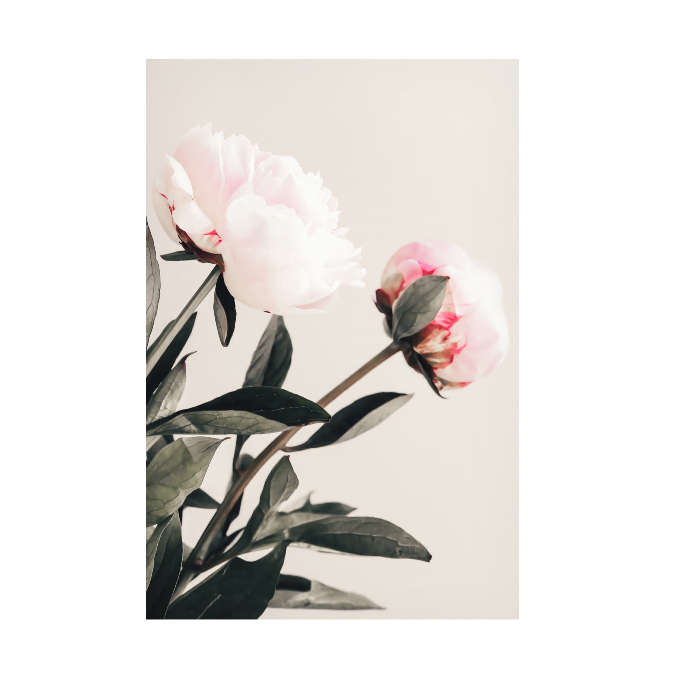 Trademark Fine Art Pictufy Studio III Peony 23 Canvas Wall Art