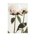 thumbnail image 1 of Trademark Fine Art Pictufy Studio III Peony 24 Canvas Wall Art, 1 of 4