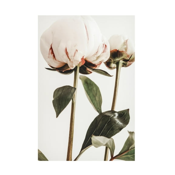 Trademark Fine Art Pictufy Studio III Peony 24 Canvas Wall Art