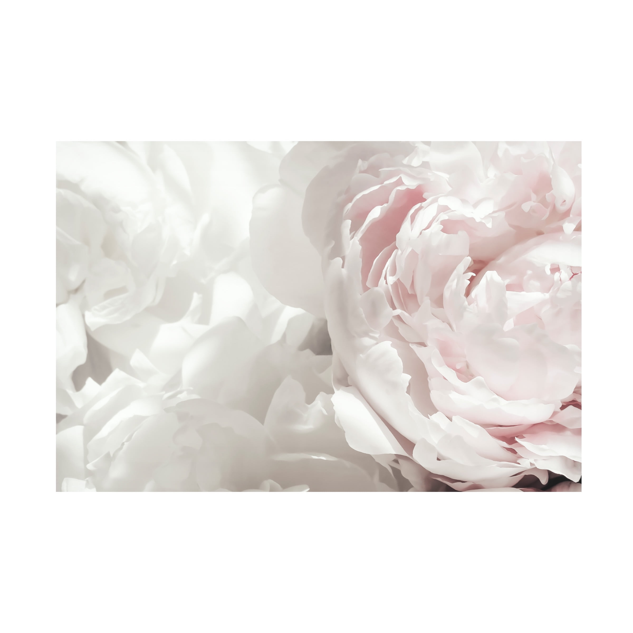 Trademark Fine Art Pictufy Studio III Peony 25 Canvas Wall Art