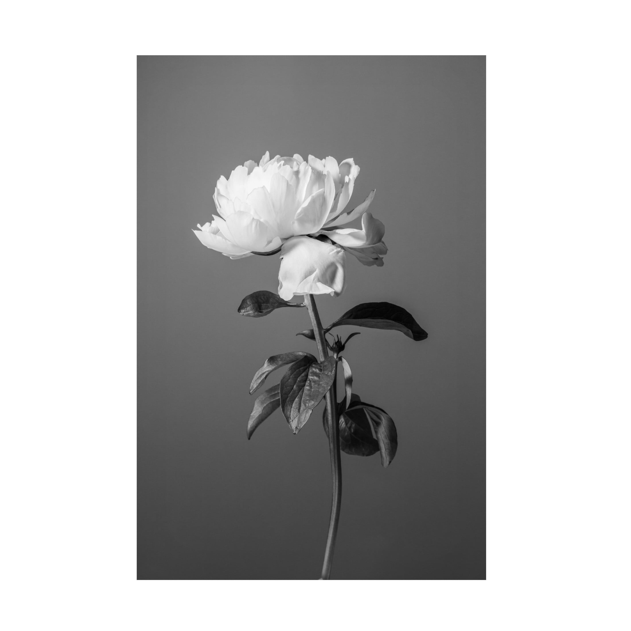 Trademark Fine Art Pictufy Studio III Peony BW Canvas Wall Art