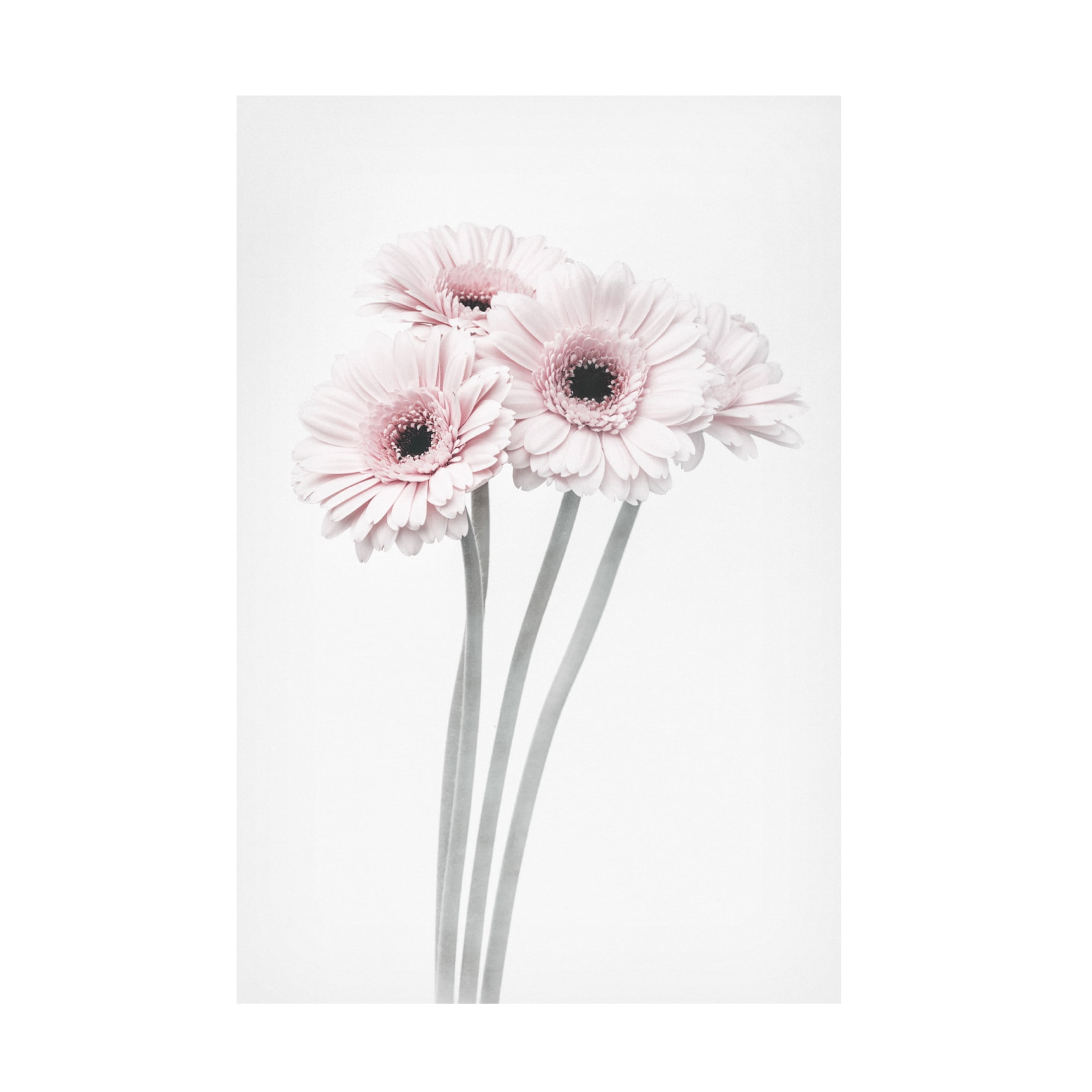 Trademark Fine Art Pictufy Studio III Pink Flowers Canvas Wall Art
