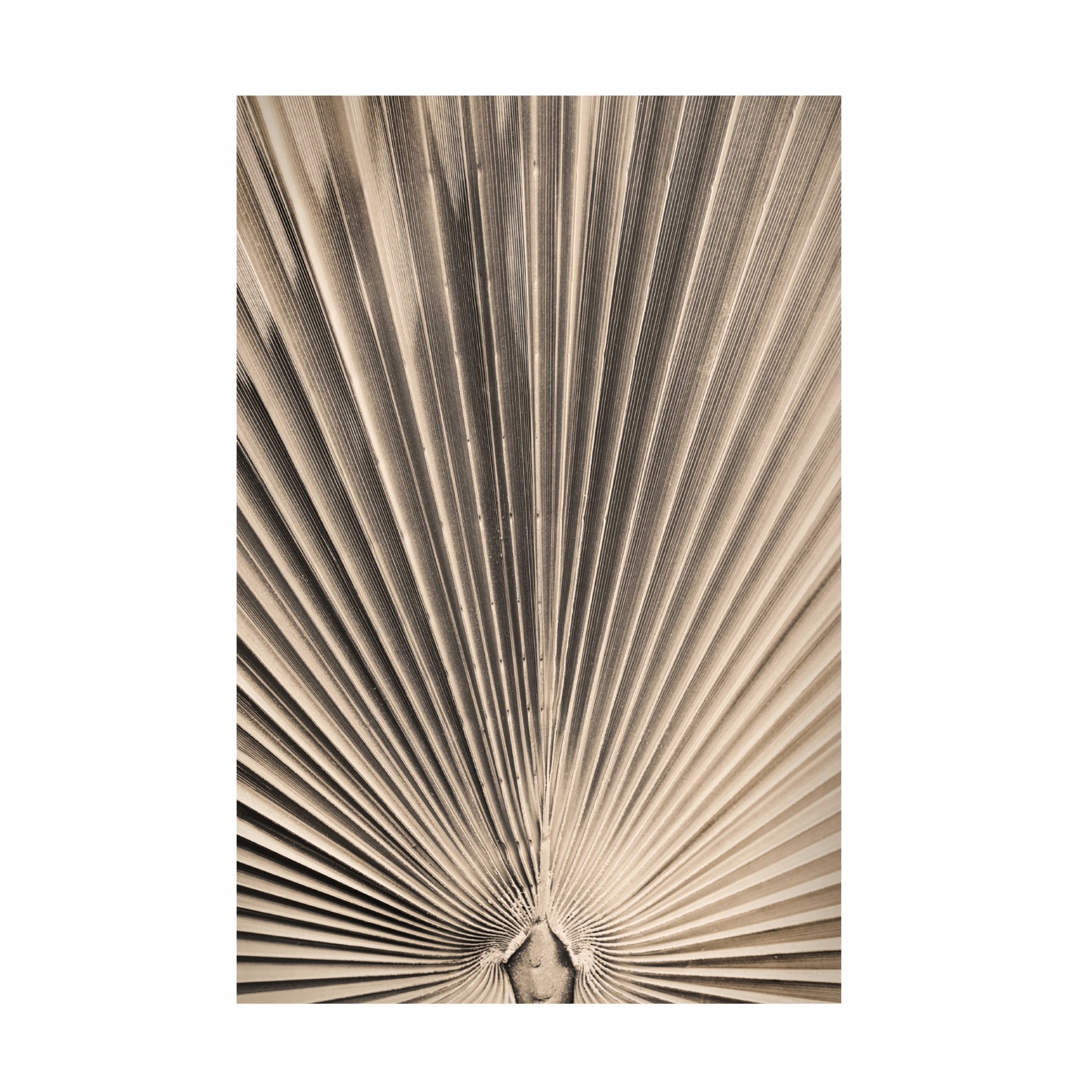 Trademark Fine Art Pictufy Studio III Solaris 07 Canvas Wall Art
