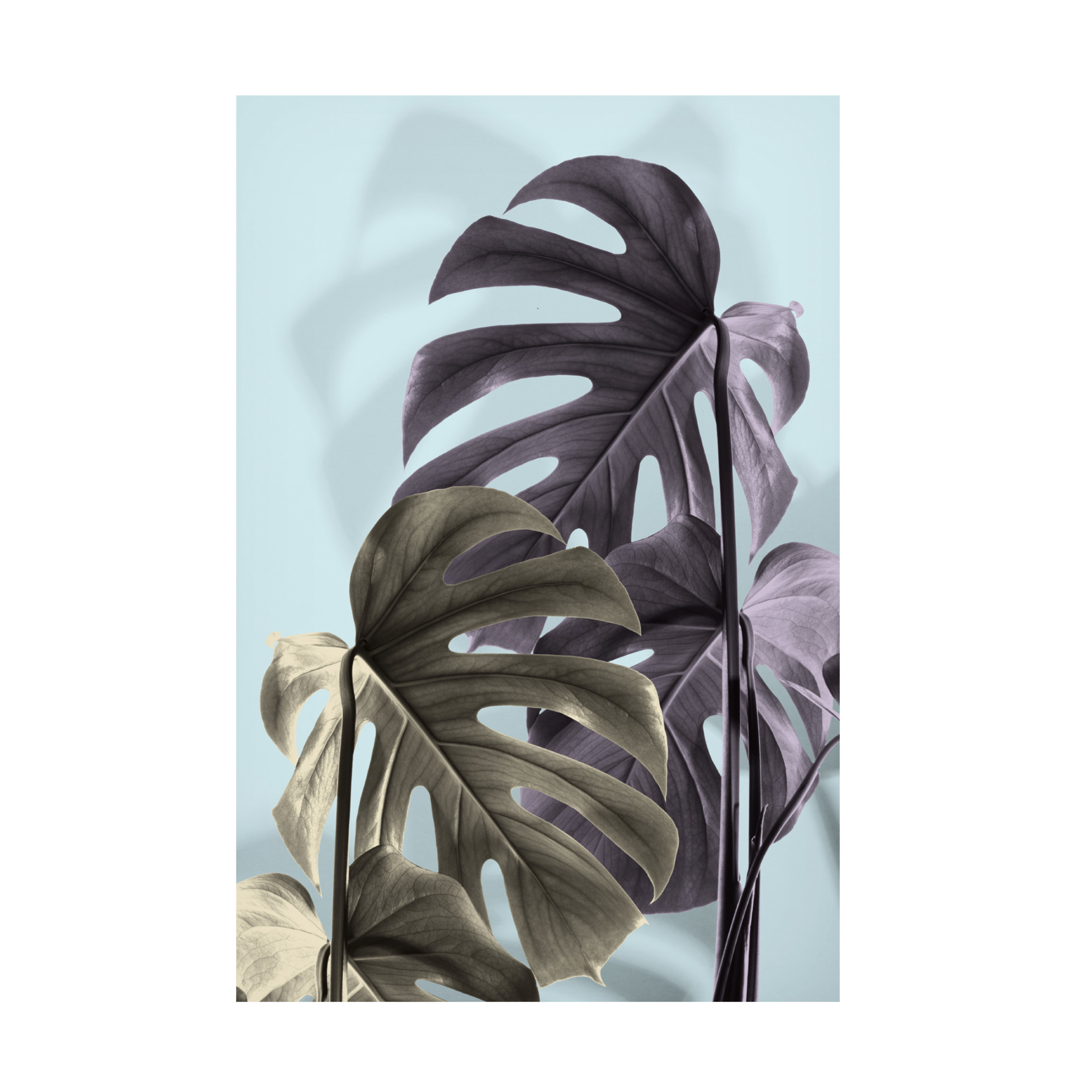 Trademark Fine Art Pictufy Studio Monstera Blue 02 Canvas Wall Art