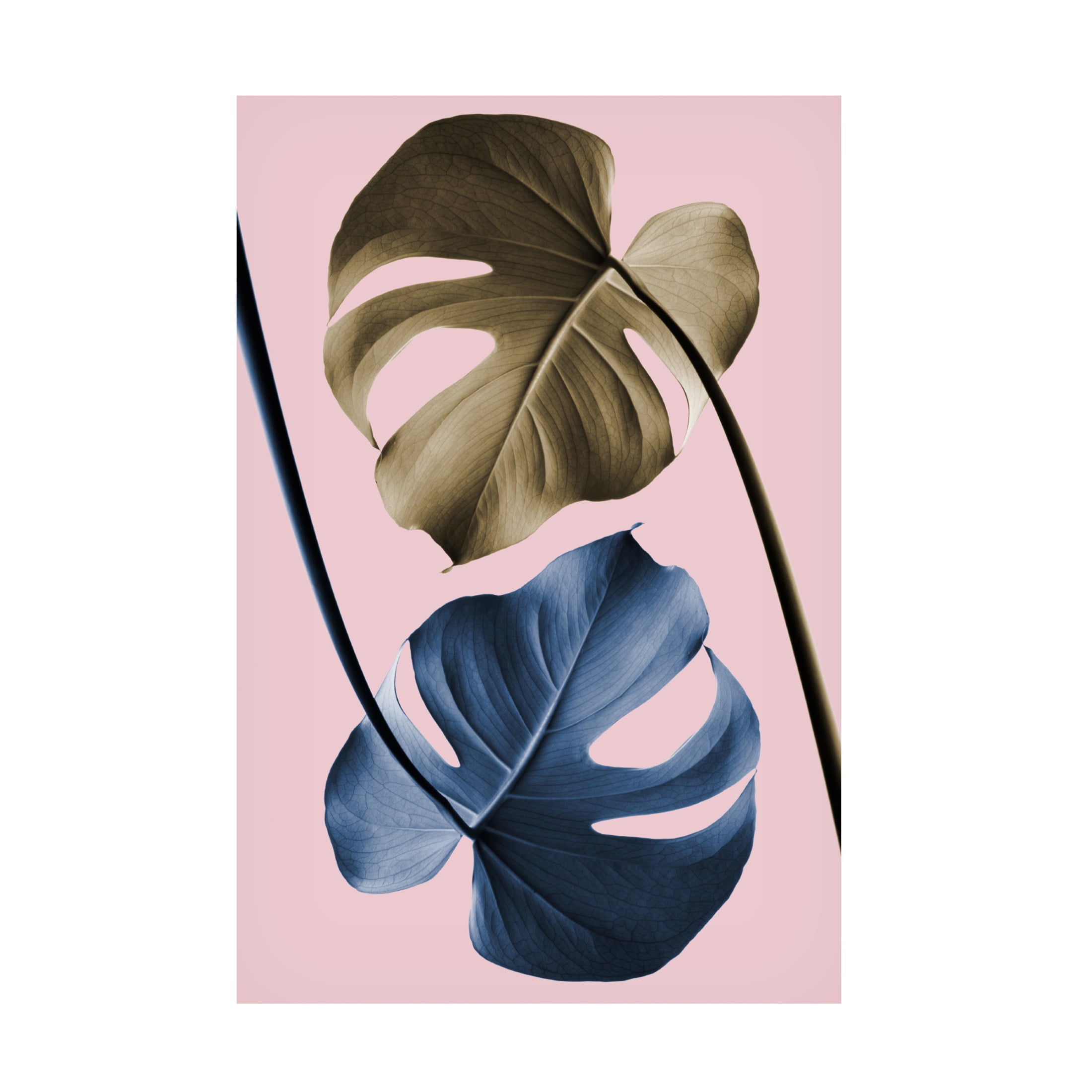 Trademark Fine Art Pictufy Studio Monstera Pink 12 Canvas Wall Art