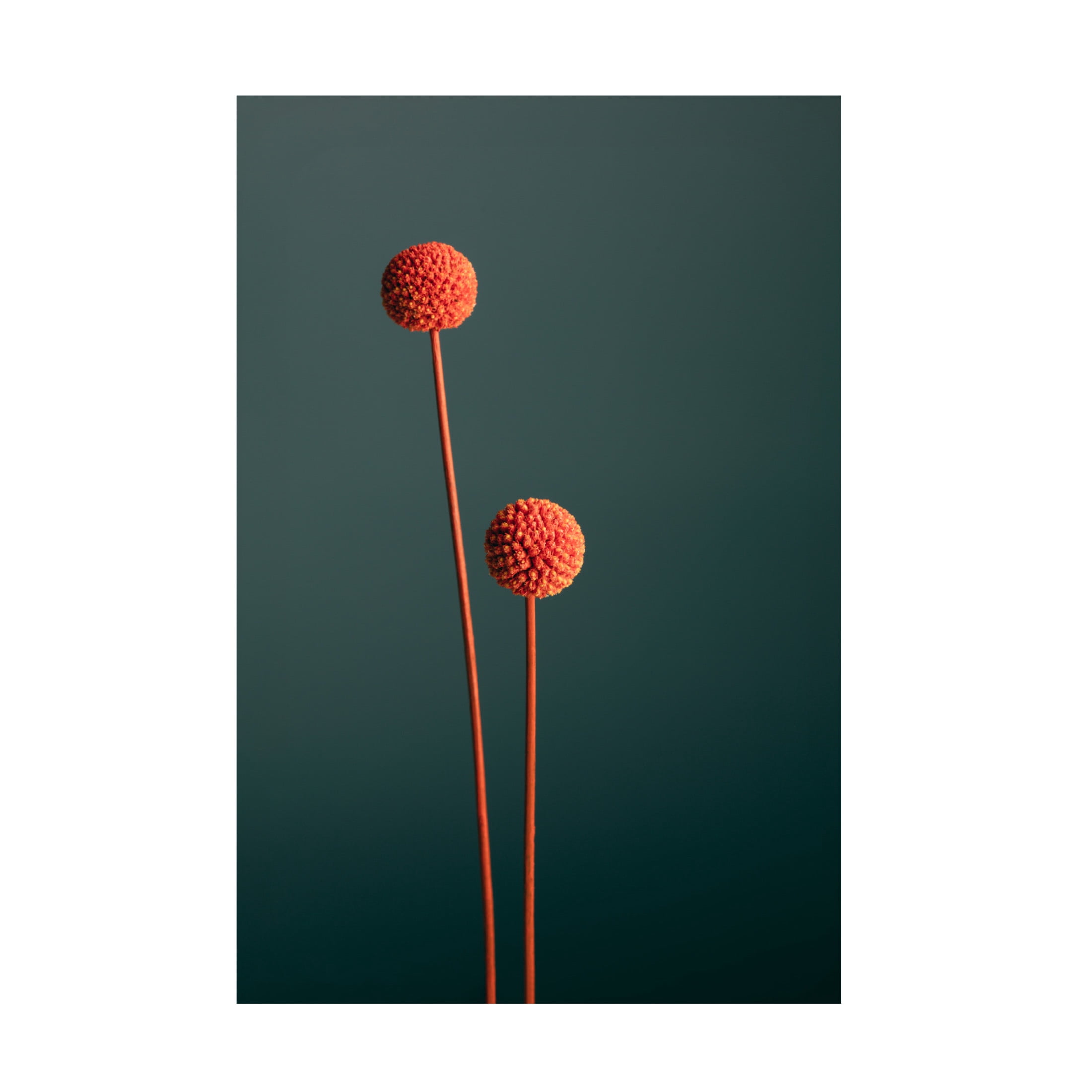 Trademark Fine Art Pictufy Studio Orange Seed Capsules Canvas Wall Art