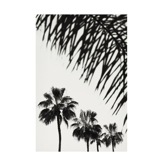 Trademark Fine Art Pictufy Studio Palm Canvas Wall Art
