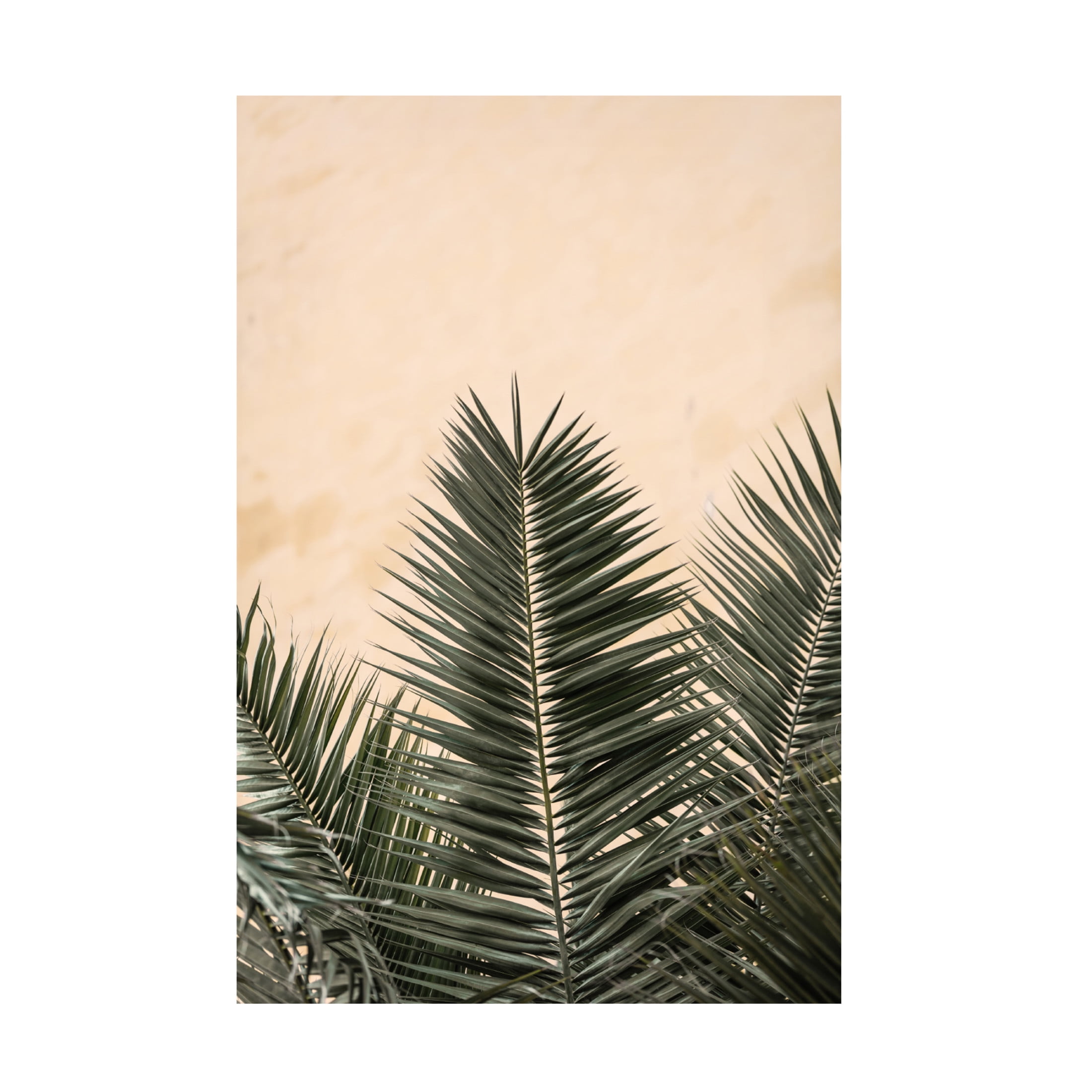 Trademark Fine Art Pictufy Studio Palm Leaves And Wall 1 Canvas Wall Art