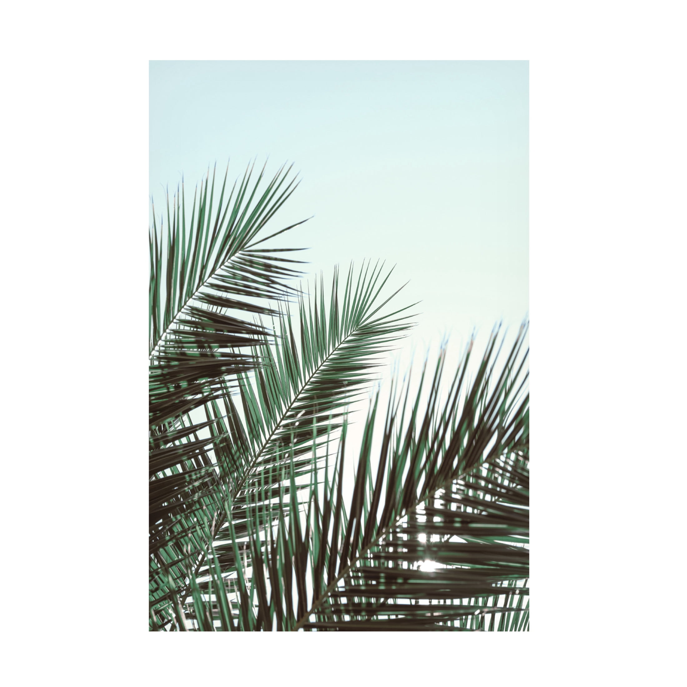 Trademark Fine Art Pictufy Studio Palm Leaves, Sky 1 Canvas Wall Art