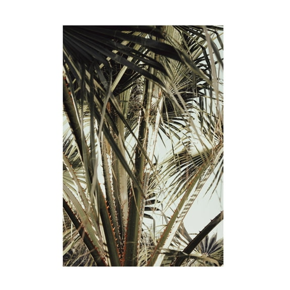 Trademark Fine Art Pictufy Studio Palmblad Canvas Wall Art