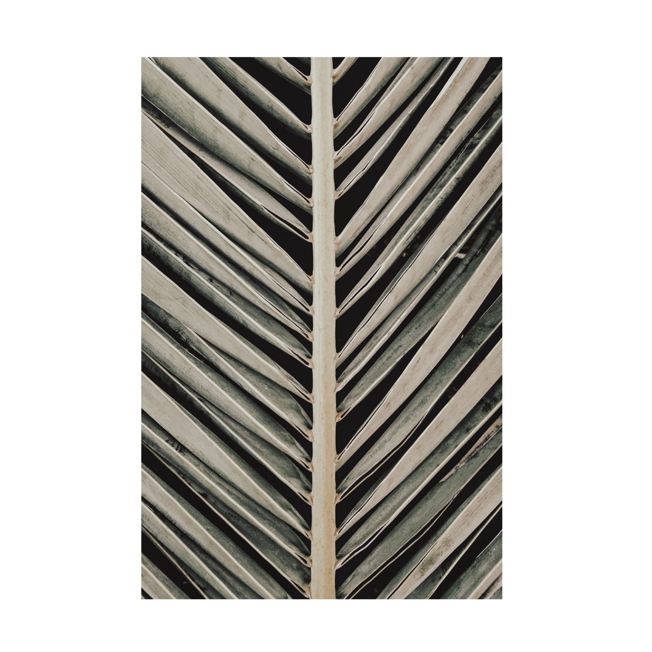 Trademark Fine Art Pictufy Studio Palmblad Canvas Wall Art