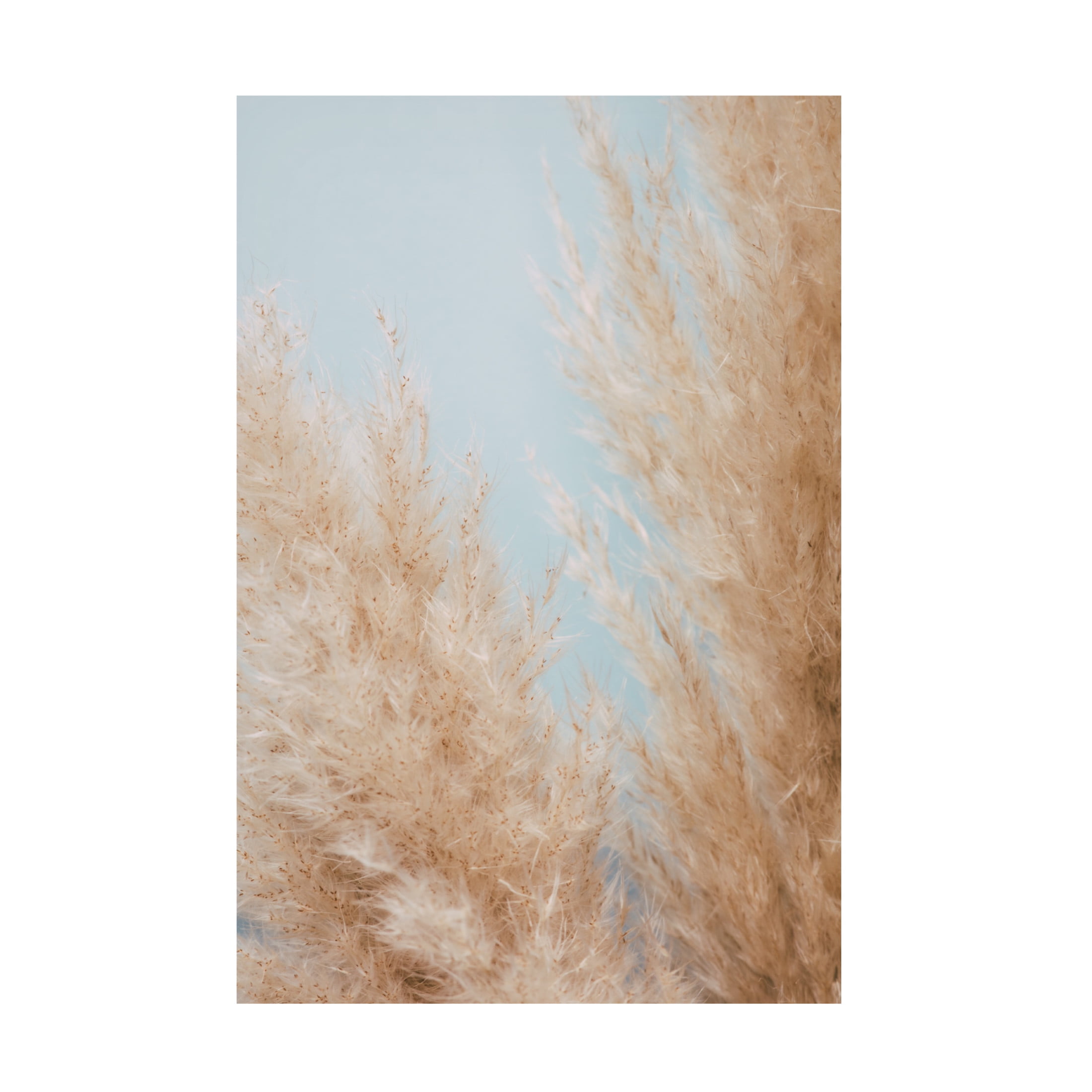 Trademark Fine Art Pictufy Studio Pampas Close 01 Canvas Wall Art