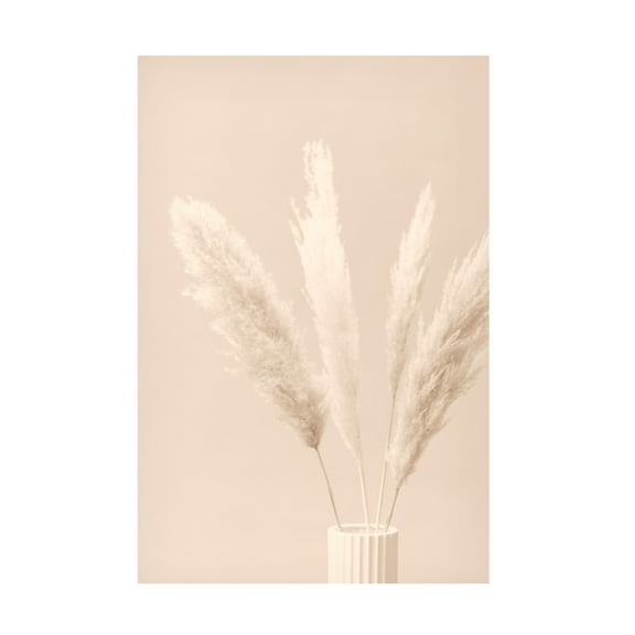 Trademark Fine Art Pictufy Studio Pampas Grass Beige 05 Canvas Wall Art