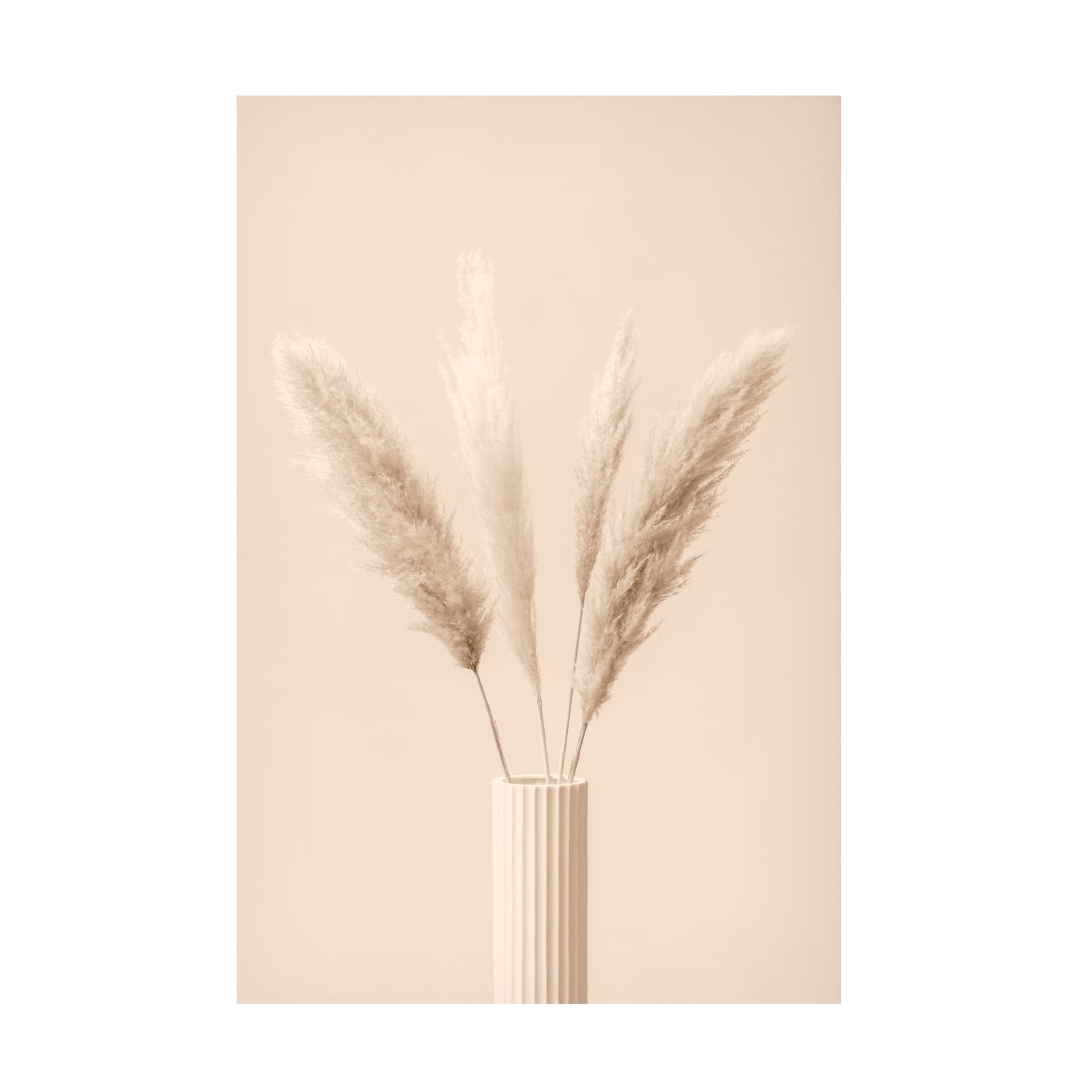 Trademark Fine Art Pictufy Studio Pampas Grass Beige 09 Canvas Wall Art