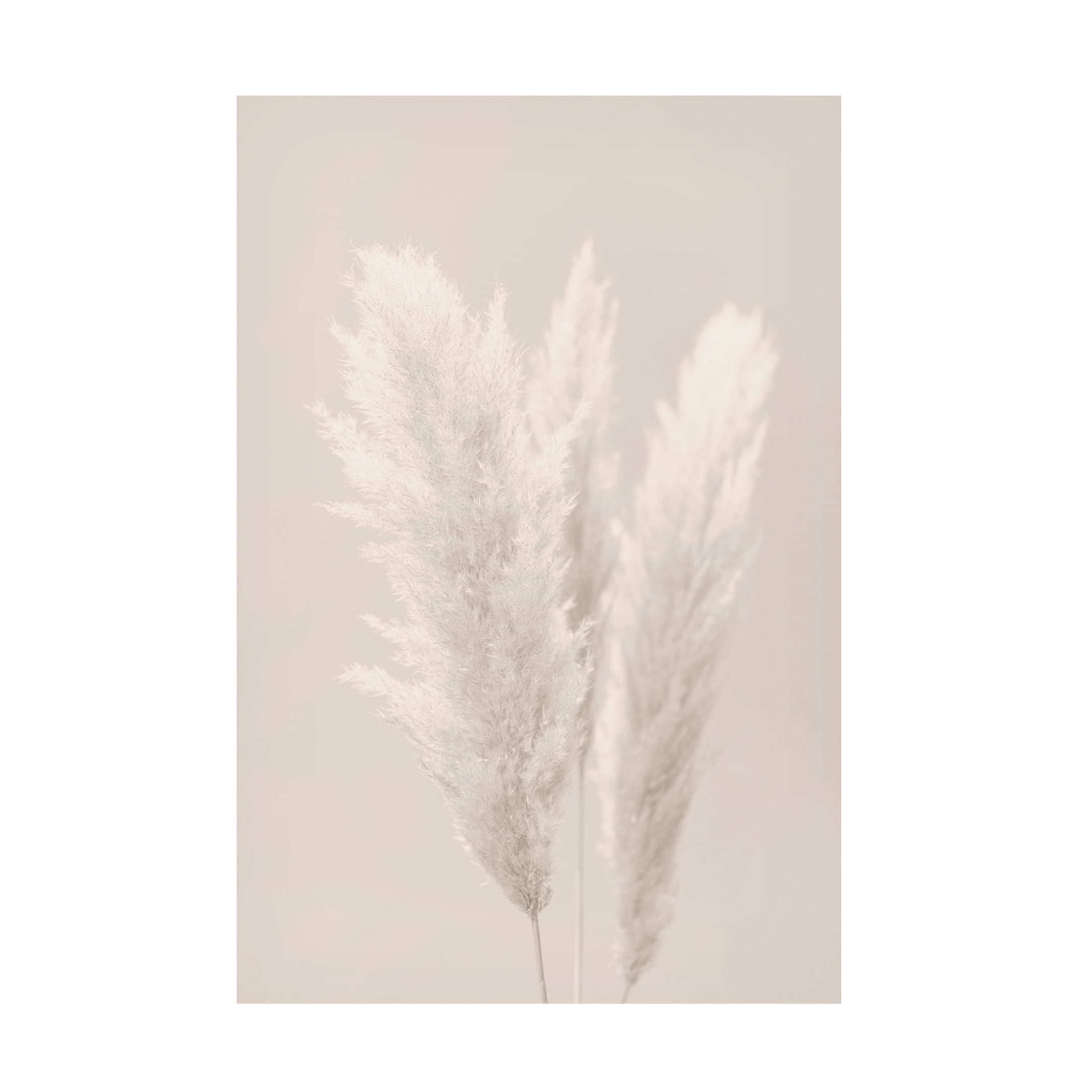 Trademark Fine Art Pictufy Studio Pampas Grass Canvas Wall Art